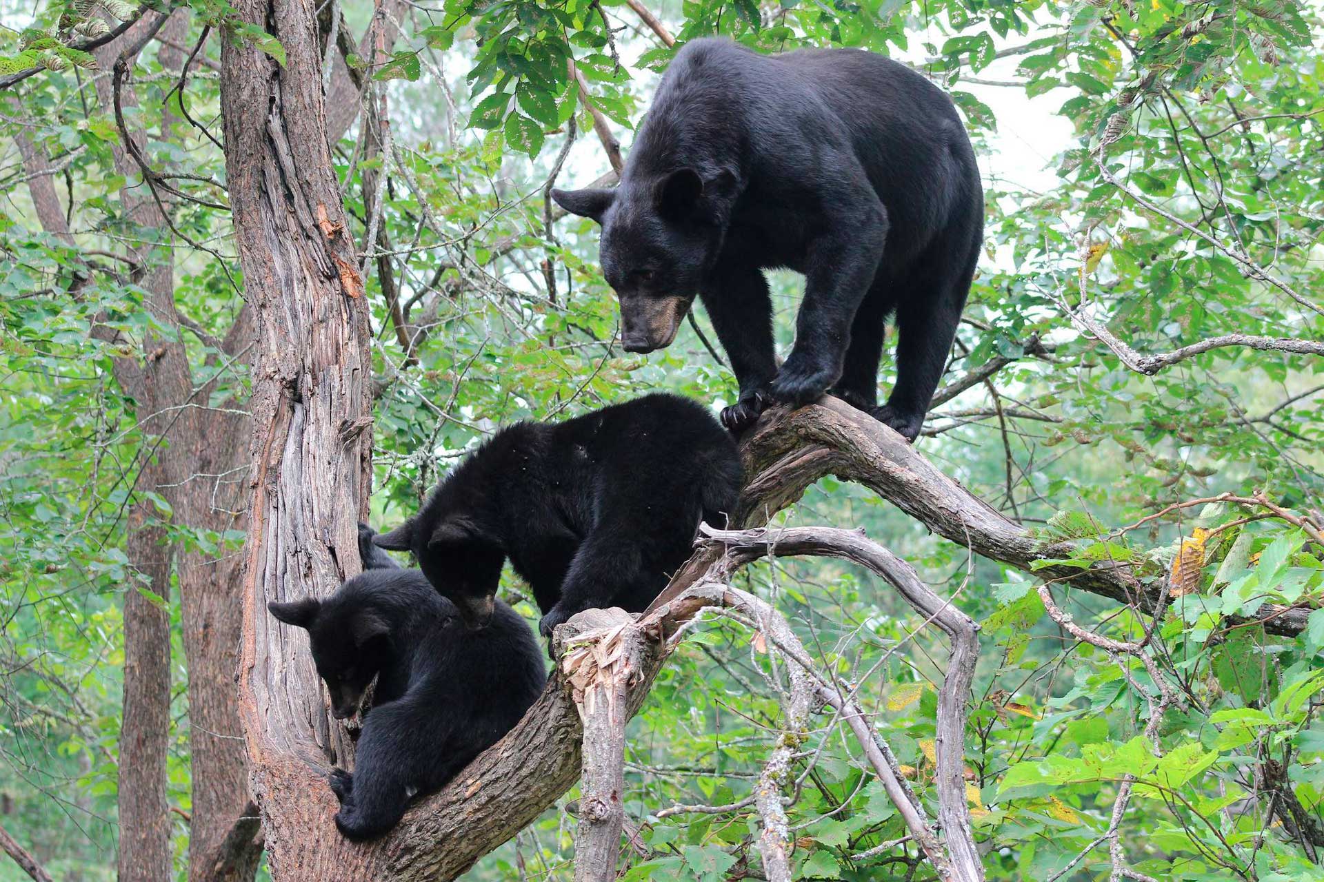 Барибал древолаз
