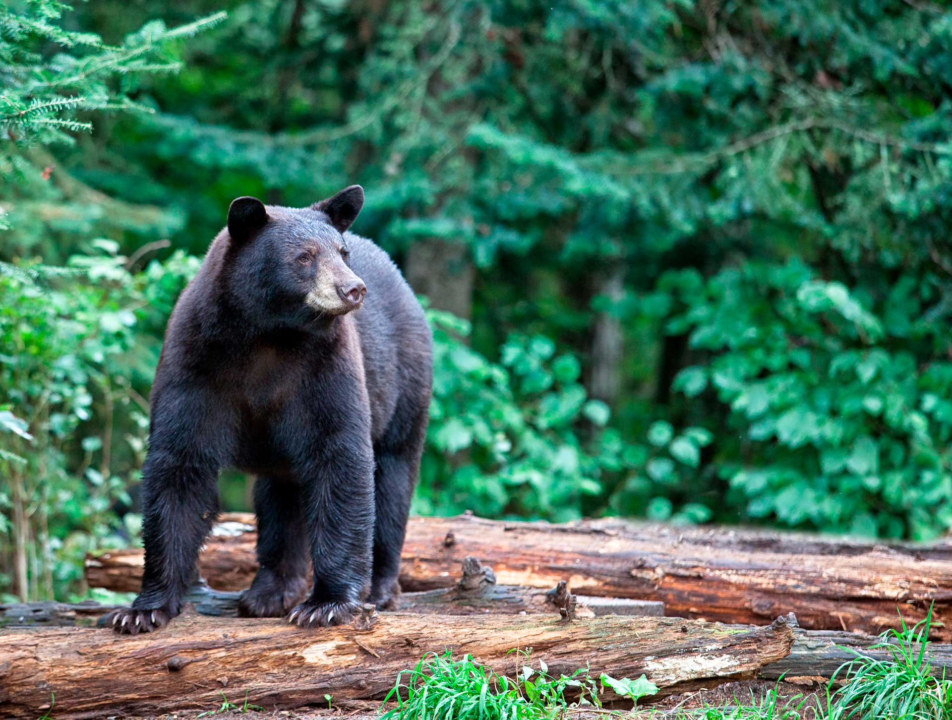 Нюх черного медведя