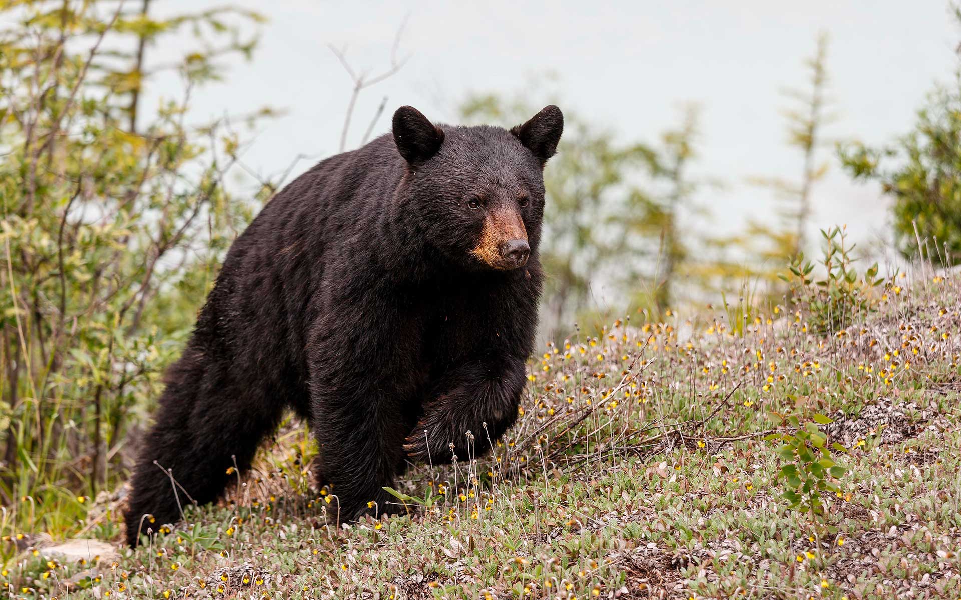 Описание барибала