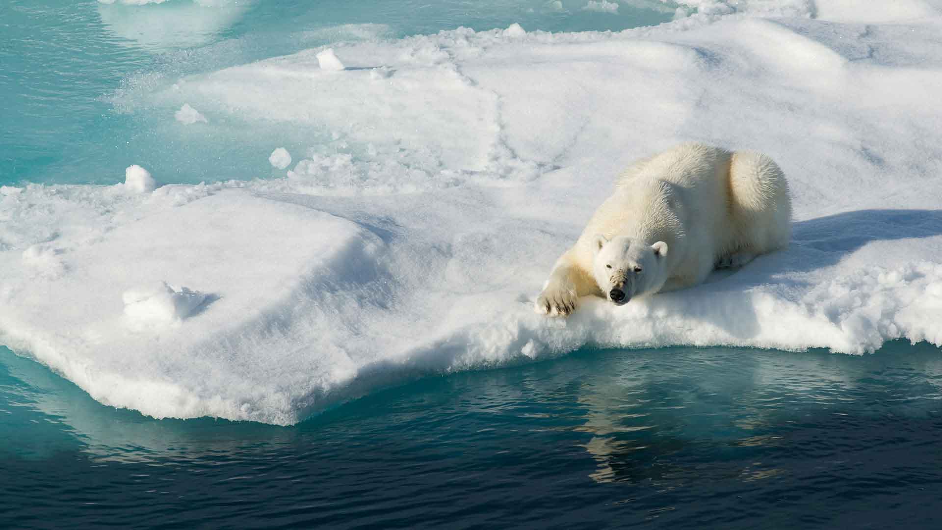 Шерсть белого медведя обеспечивает превосходную маскировку