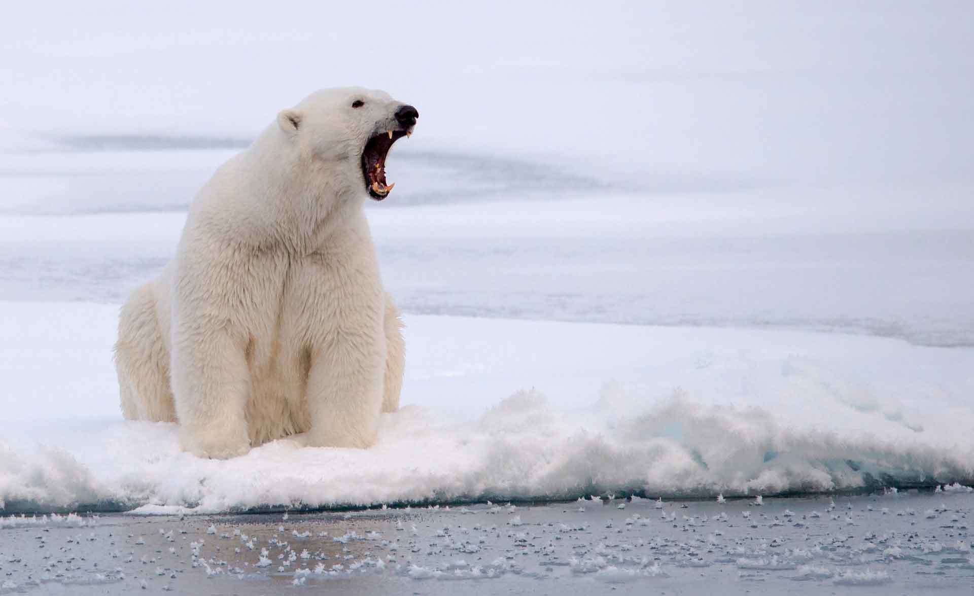 Белый медведь опасен для человека
