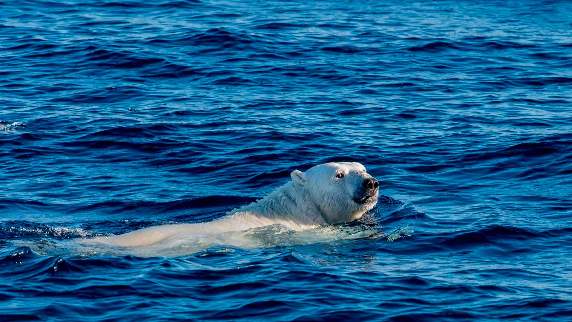 Белый медведь очень хорошо плавает