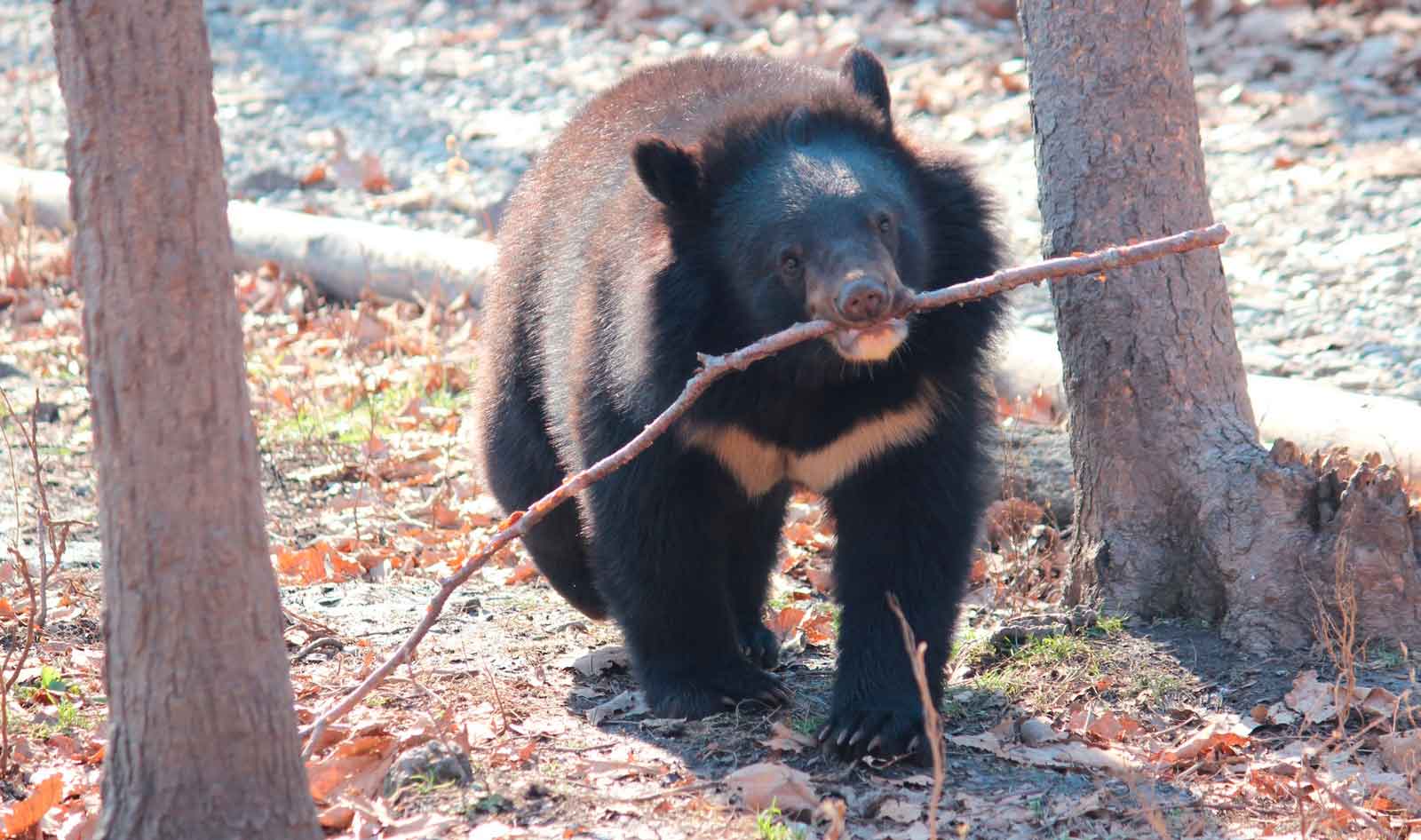 Гималайские медведи зимой впадают в спячку