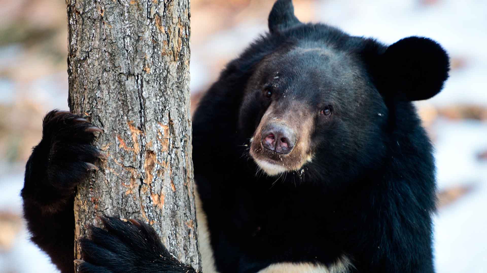 Мужчина охотится на уссурийского медведя из-за его желчи