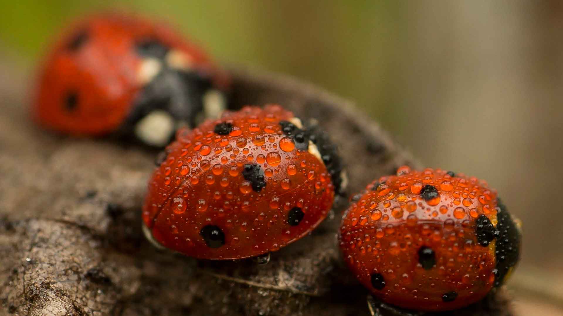 Божьи коровки живут до 2 лет