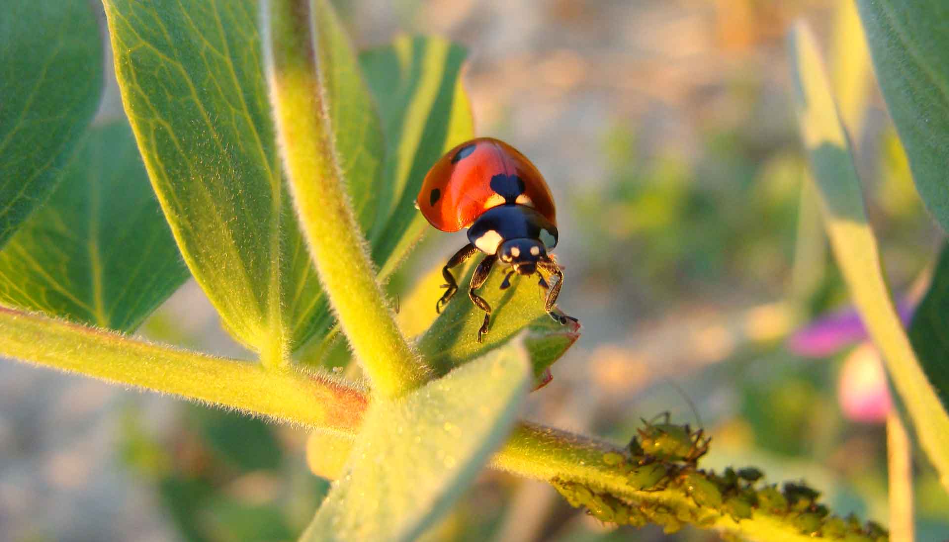 Что едят божьи коровки