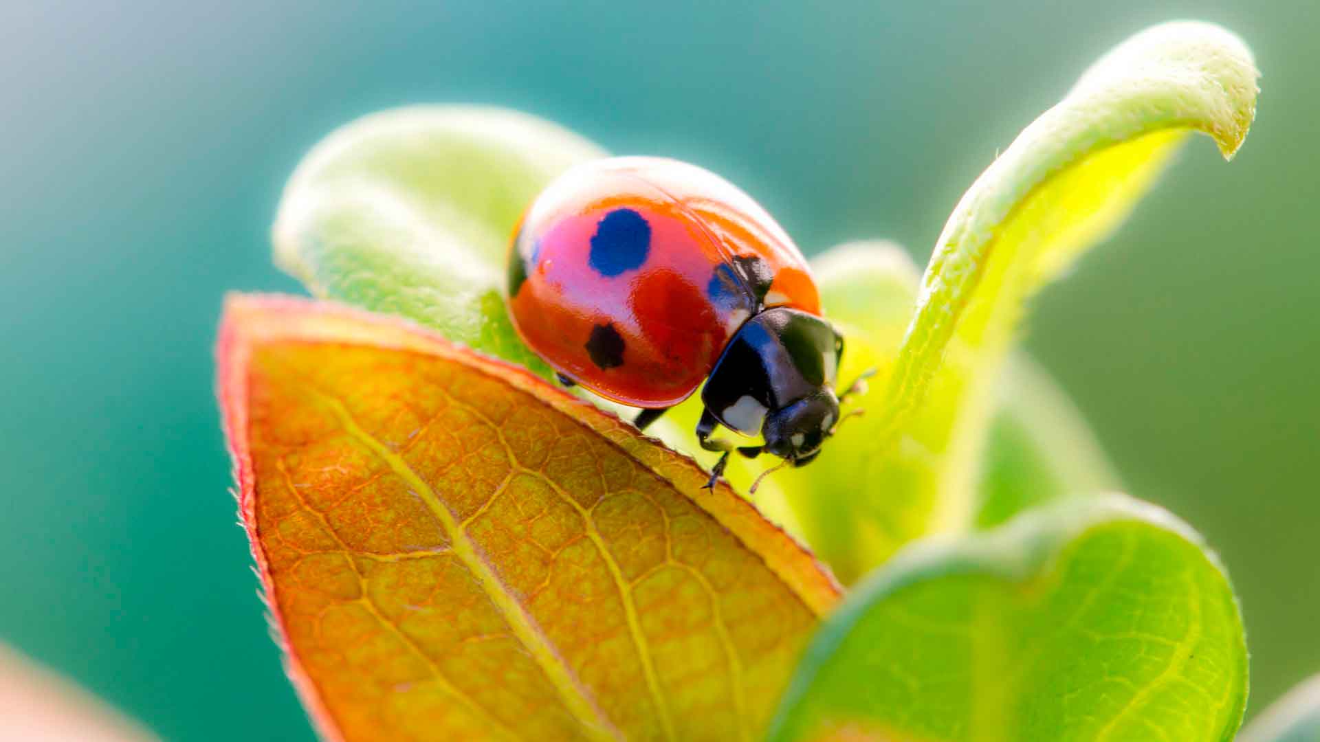 Божья коровка живет повсюду