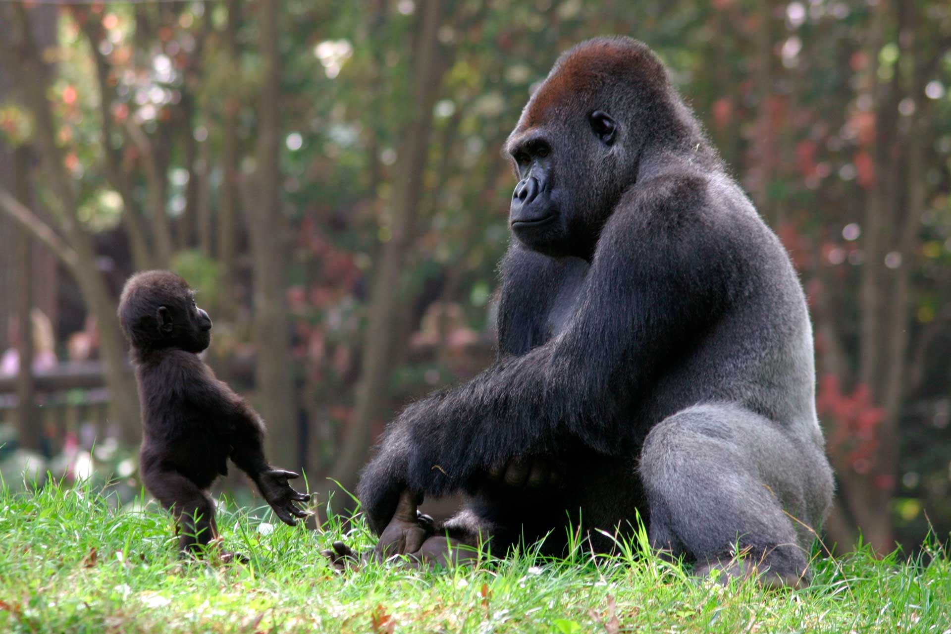 Детеныш гориллы