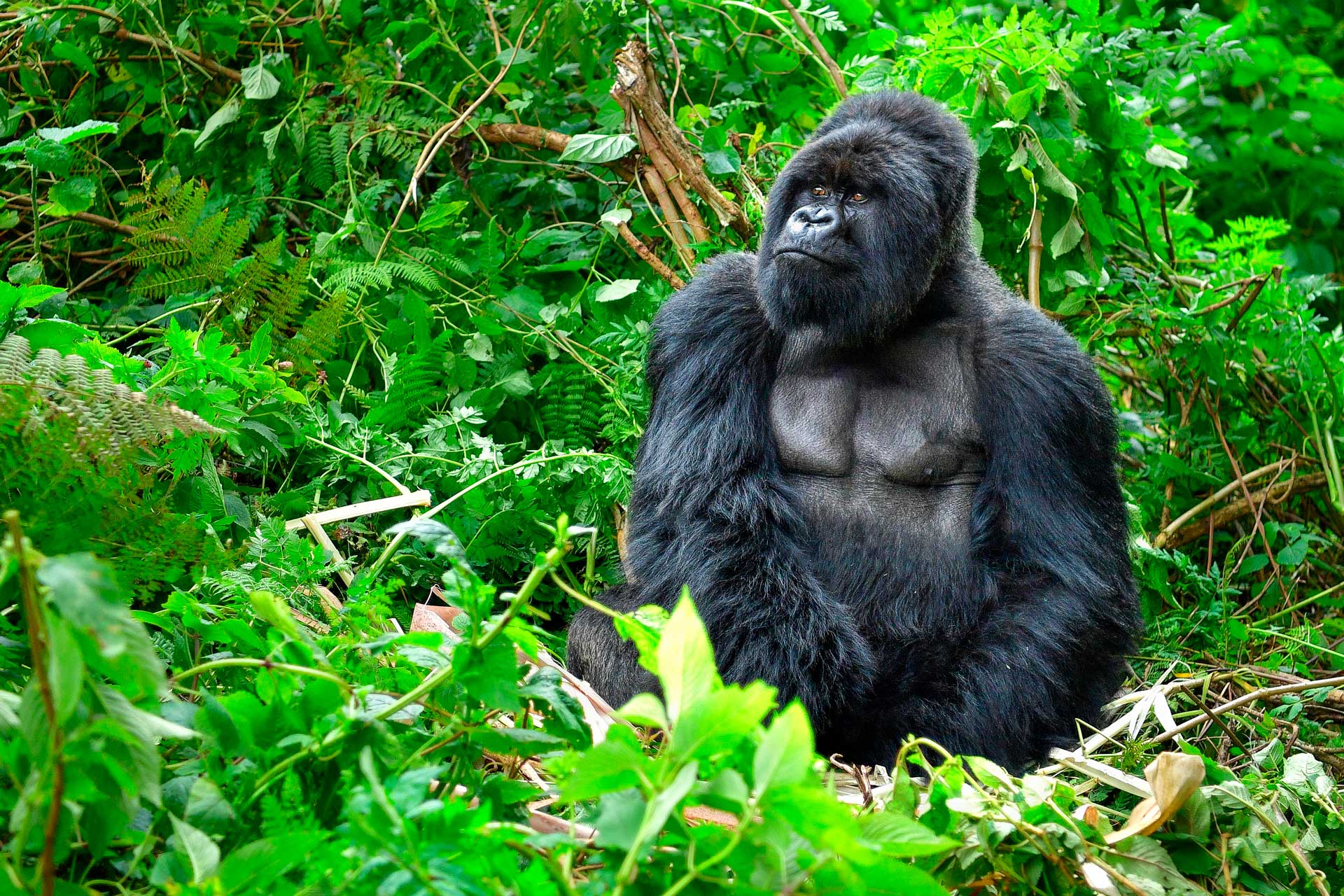 Горилла живет в лесах