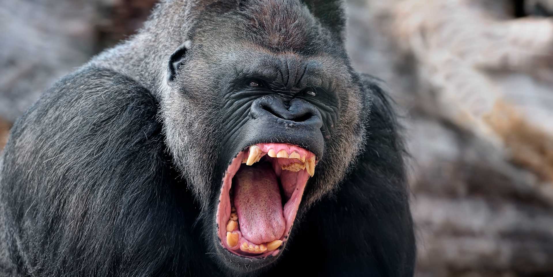 Гориллы опасны для человека