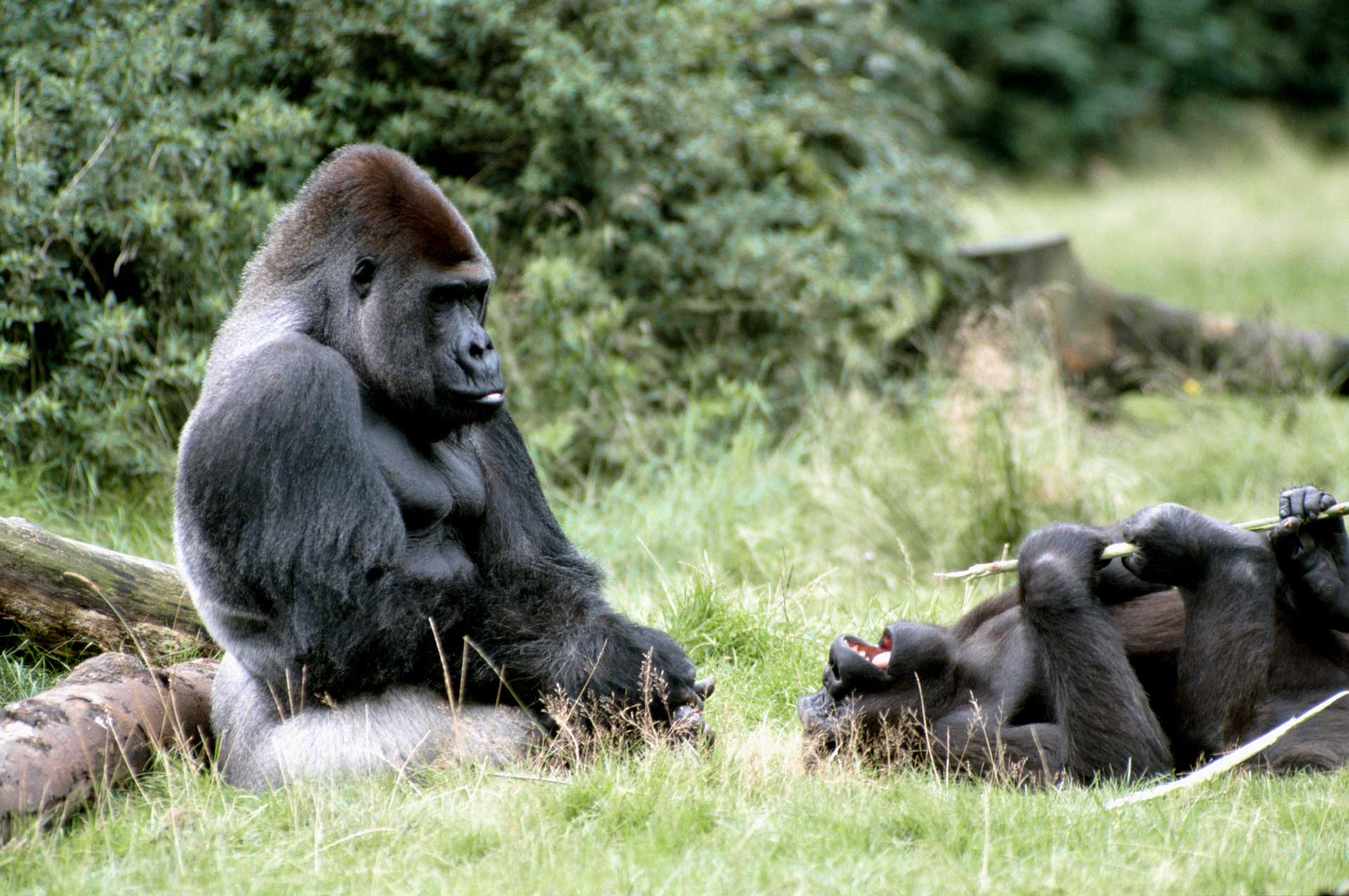 Горилла общение