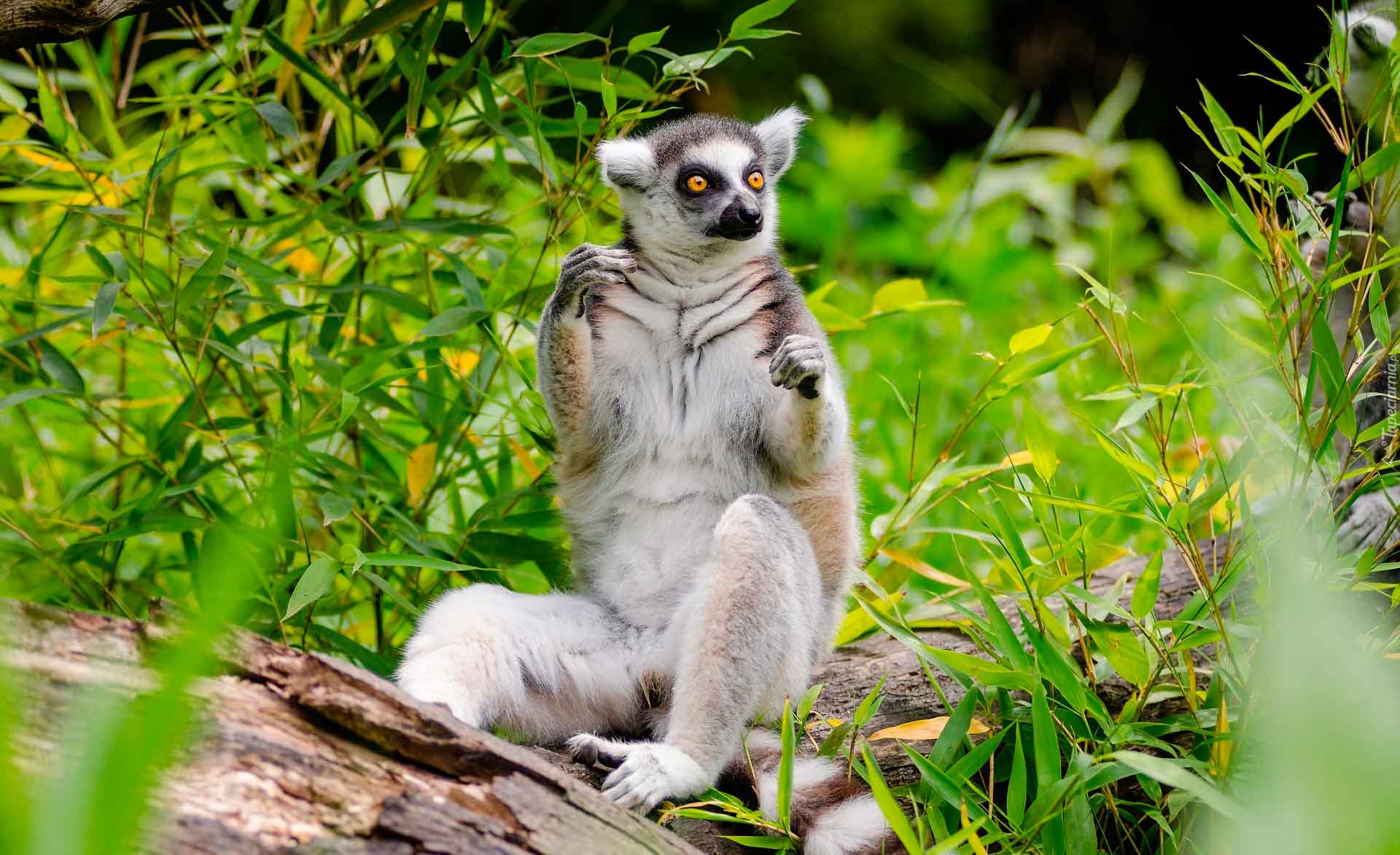 Лемуры живут на сухих открытых местностях