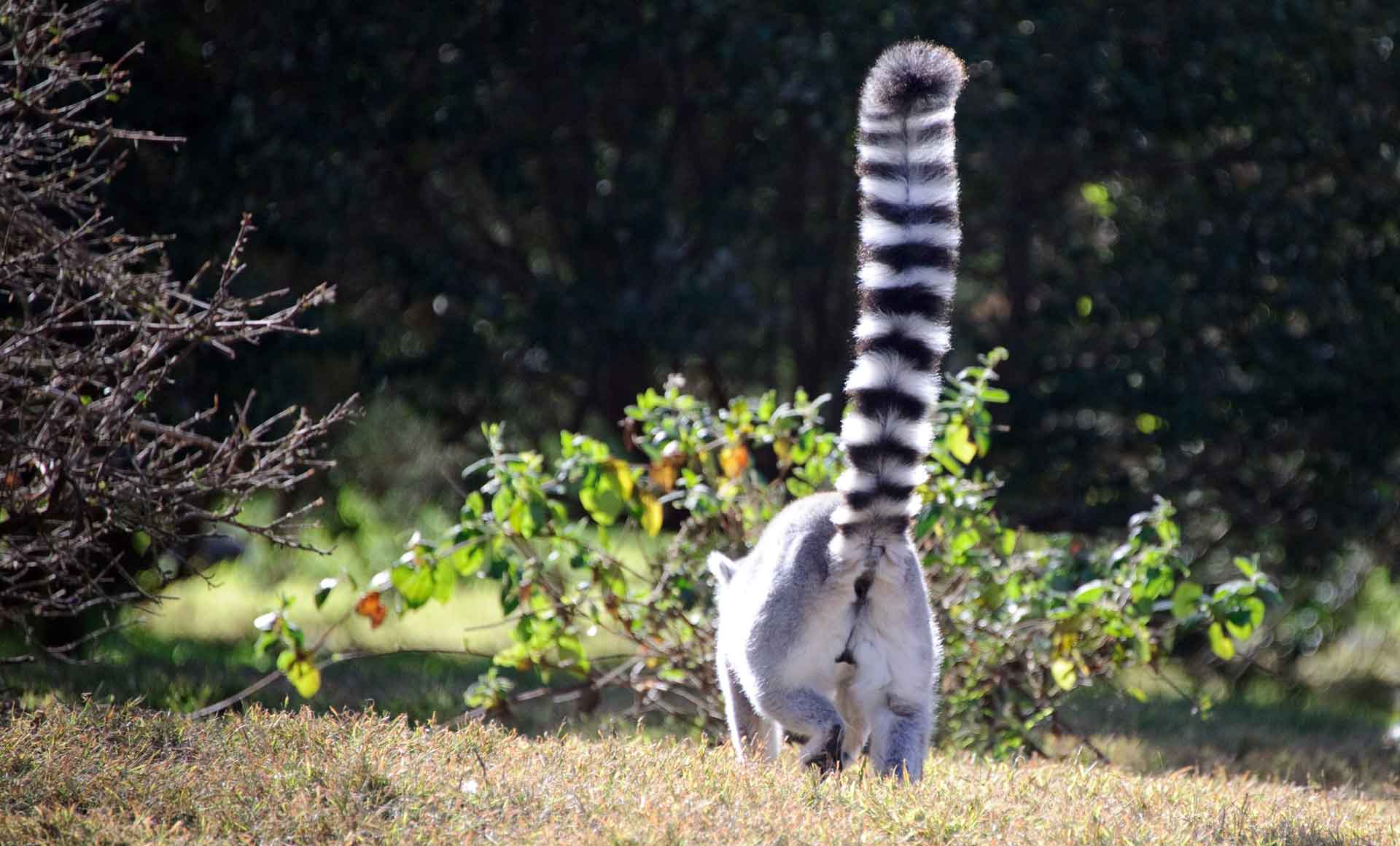 Кошачий лемур гордится своим хвостом