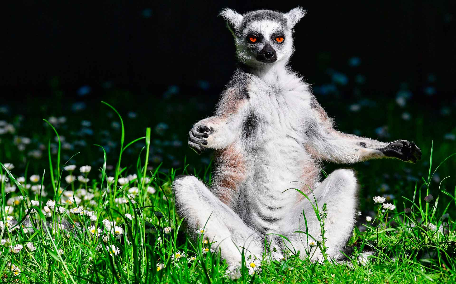 Животное лемур умеет медитировать