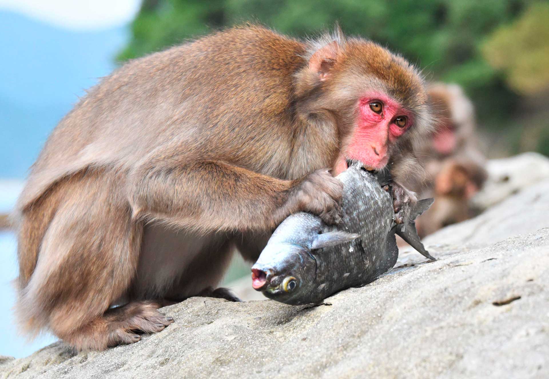 Японский макак ест рыбу