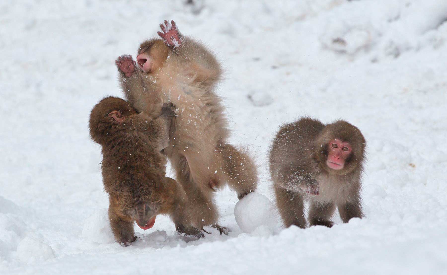 Японские макаки играют в снежки