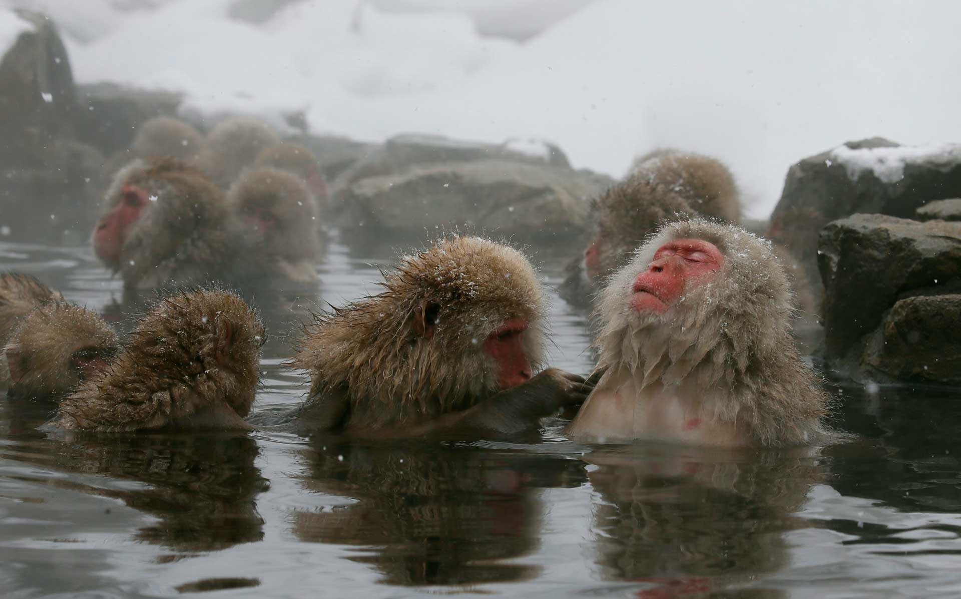 Обитает японский макак в Японии