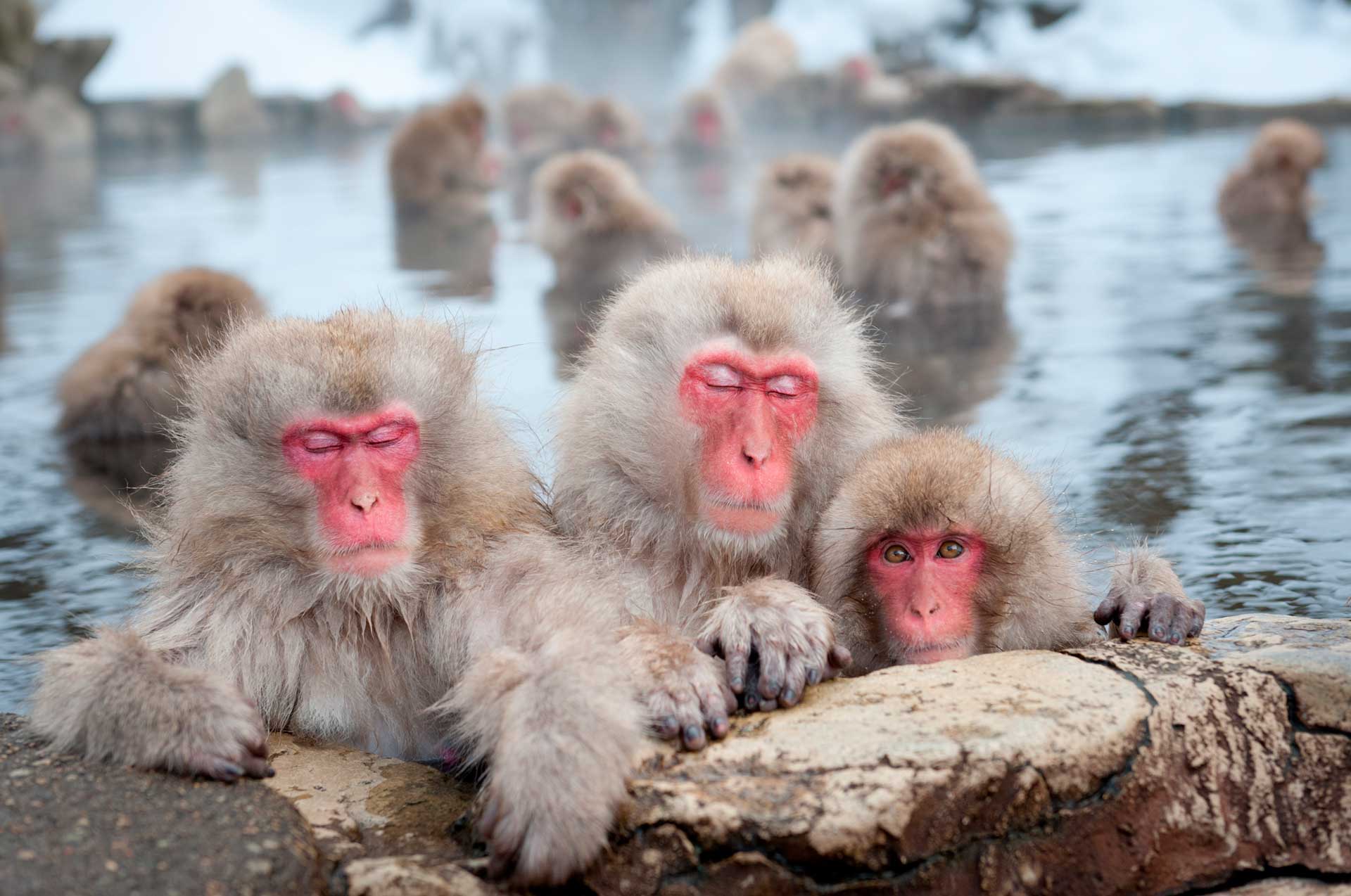 Описание японских макак