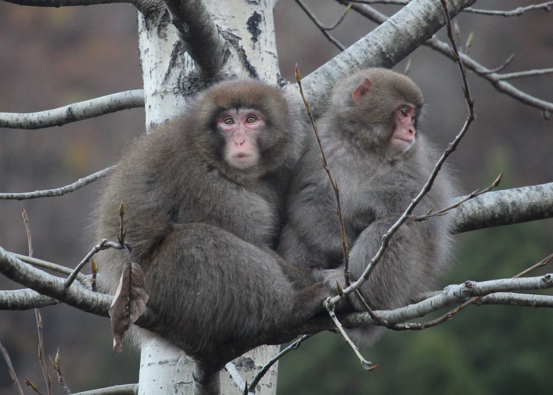 Японский макак на дереве