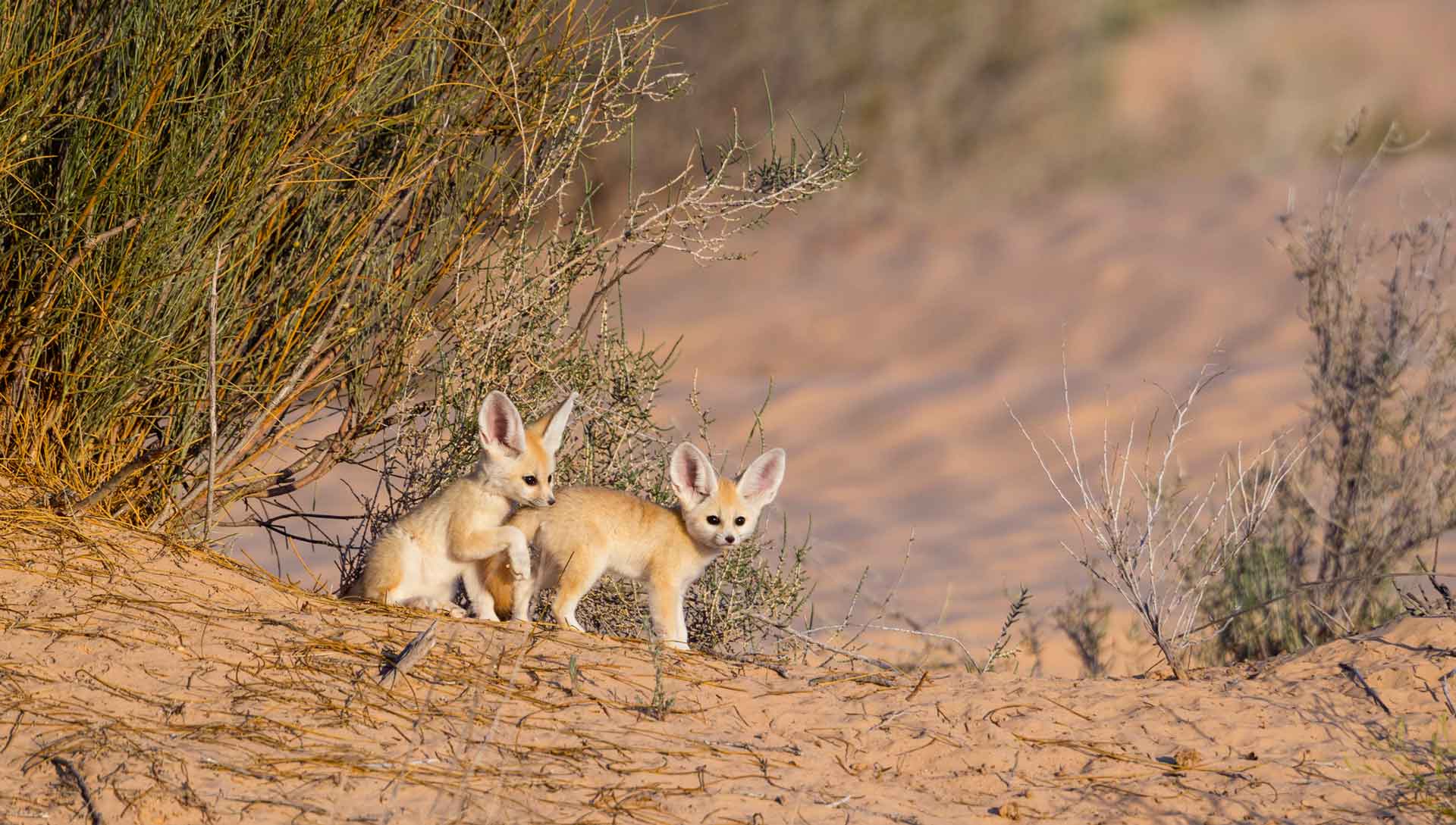 Фенек живет в пещерах