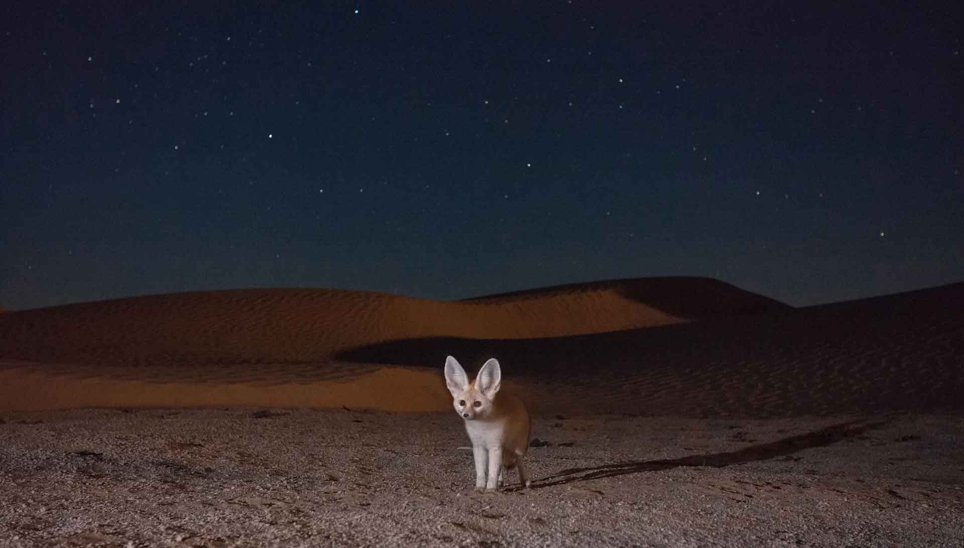 Феннекравен ведет ночной образ жизни