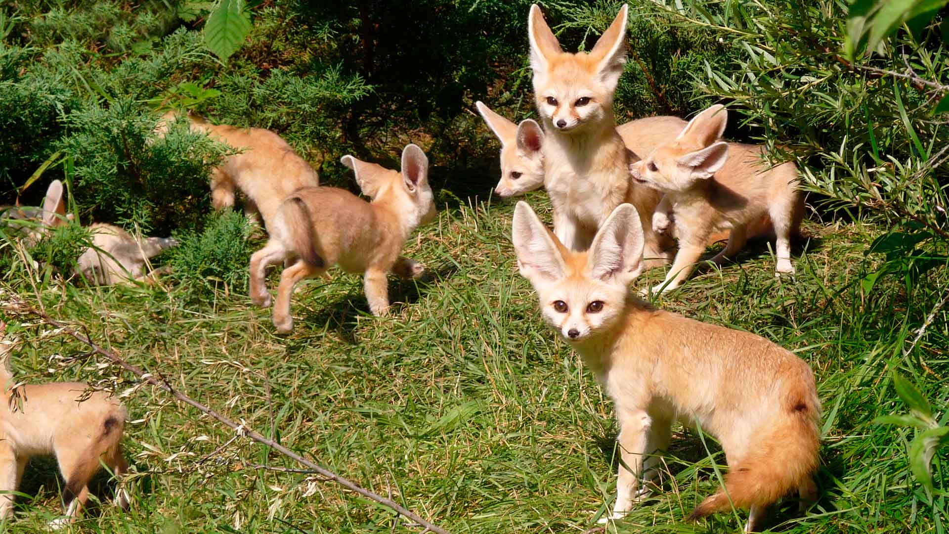 Фенек — социальное животное