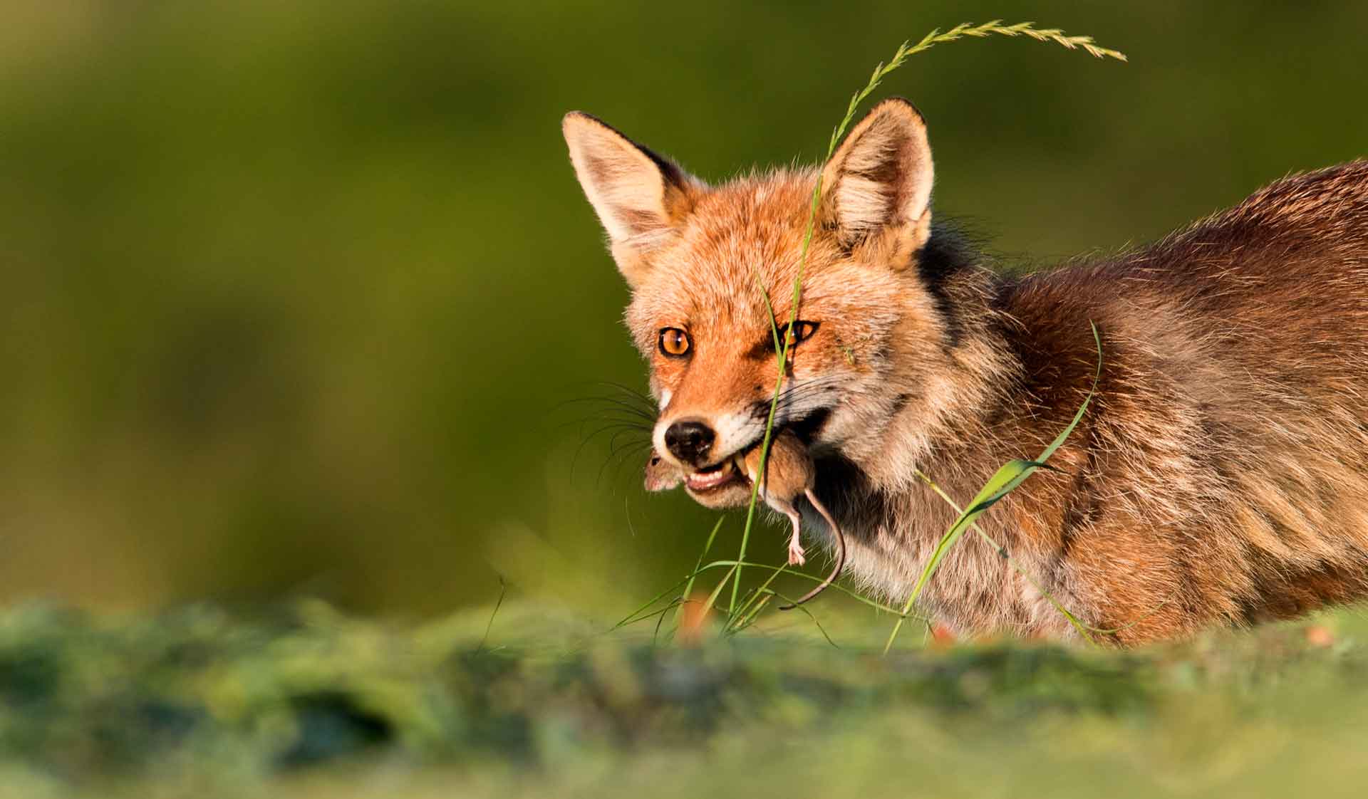 Лиса ест мышей