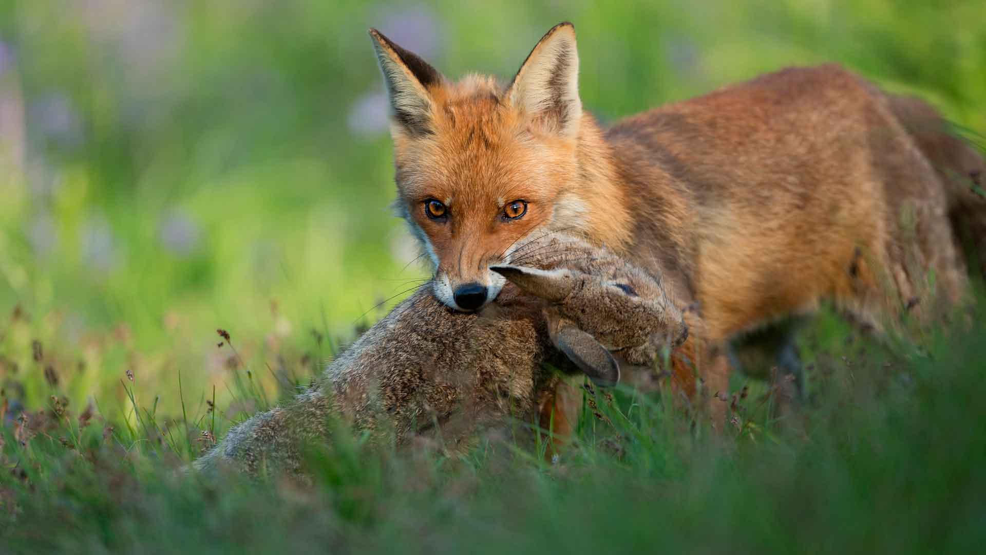Лиса ест разнообразие