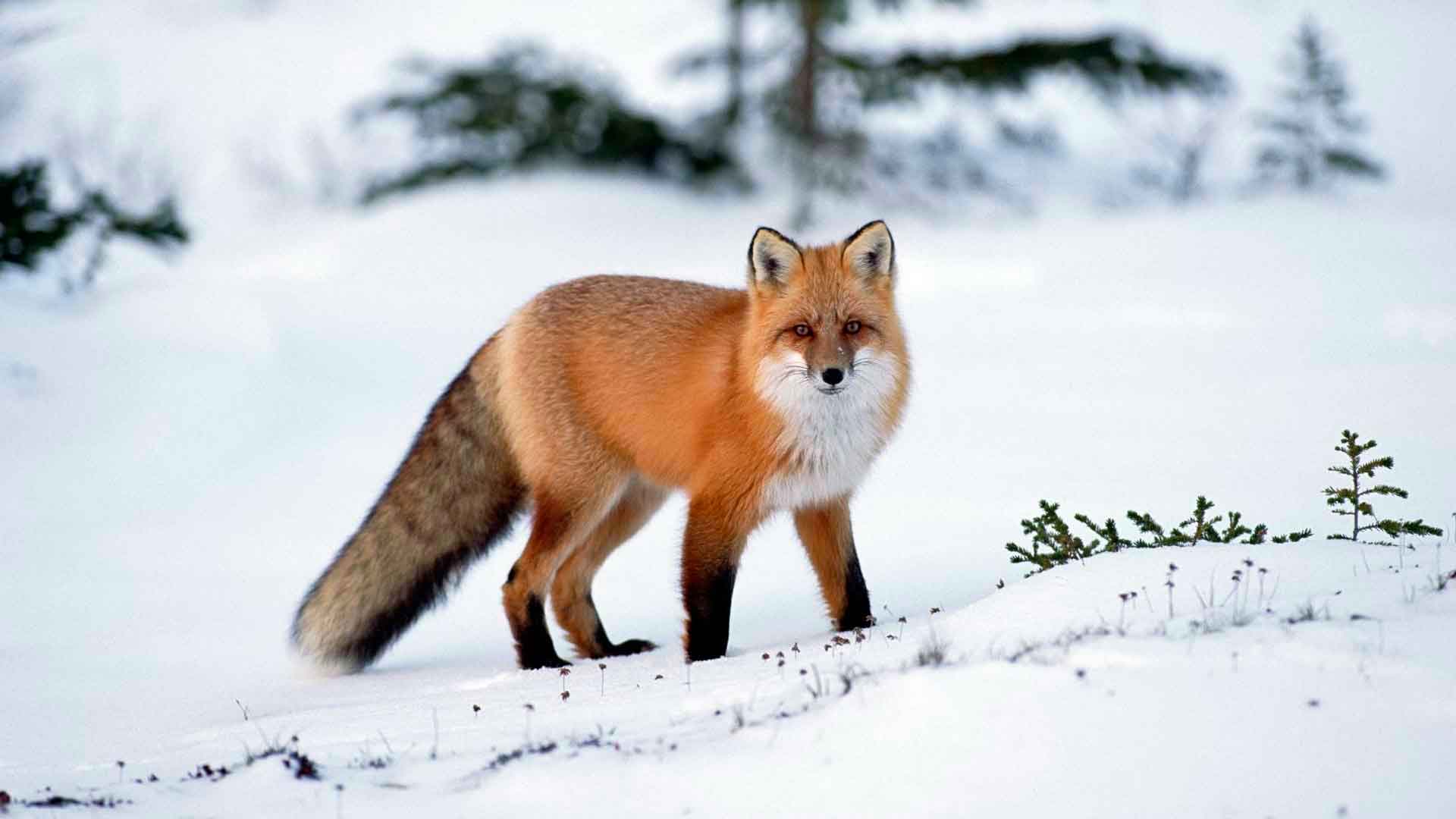 Лисица живет в лесах и степях