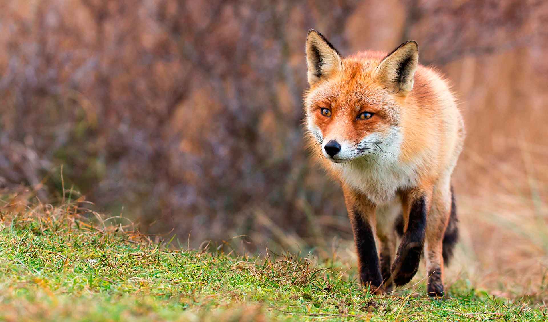 Лисица обитает в степной и лесной зонах