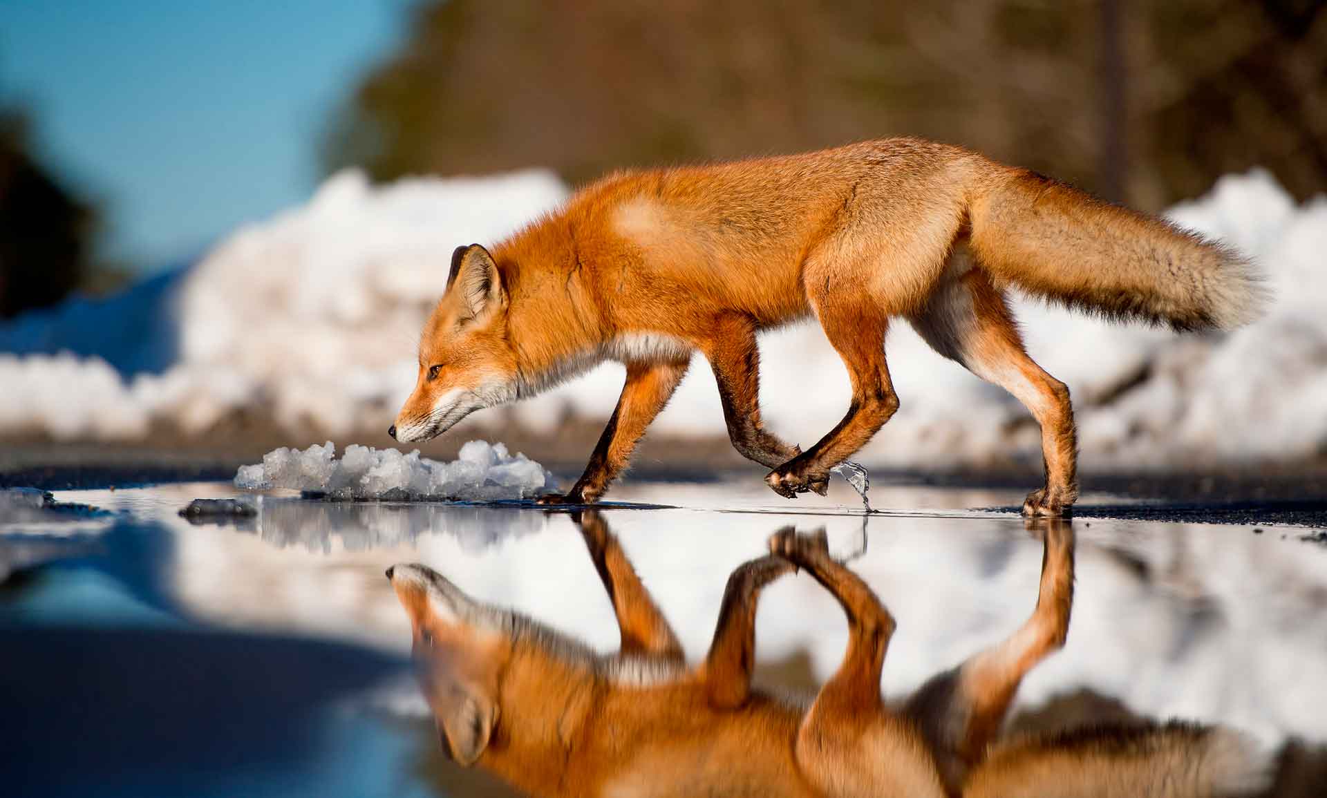 Лиса охотится в любое время