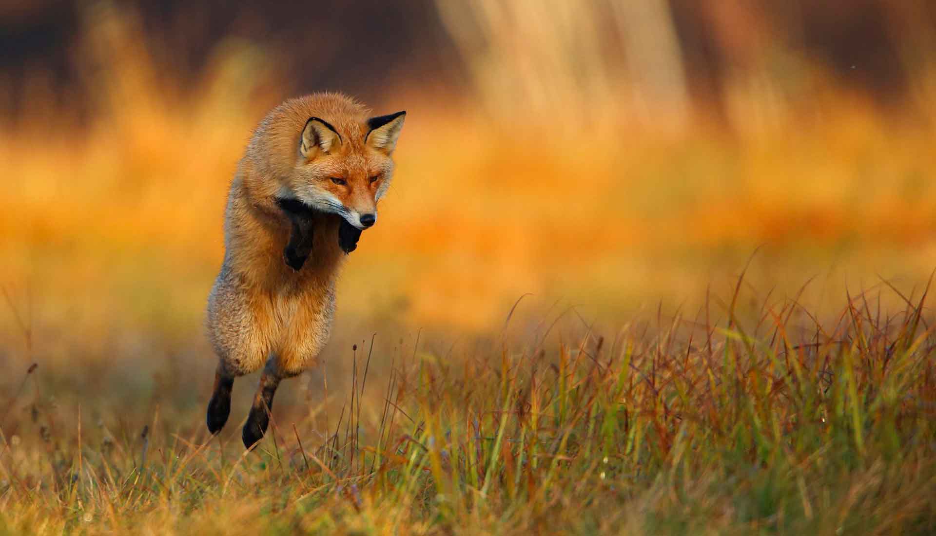 Лиса хищное животное