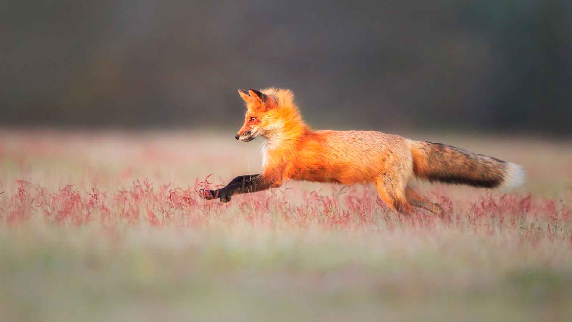 Обыкновенная лисица хищное животное