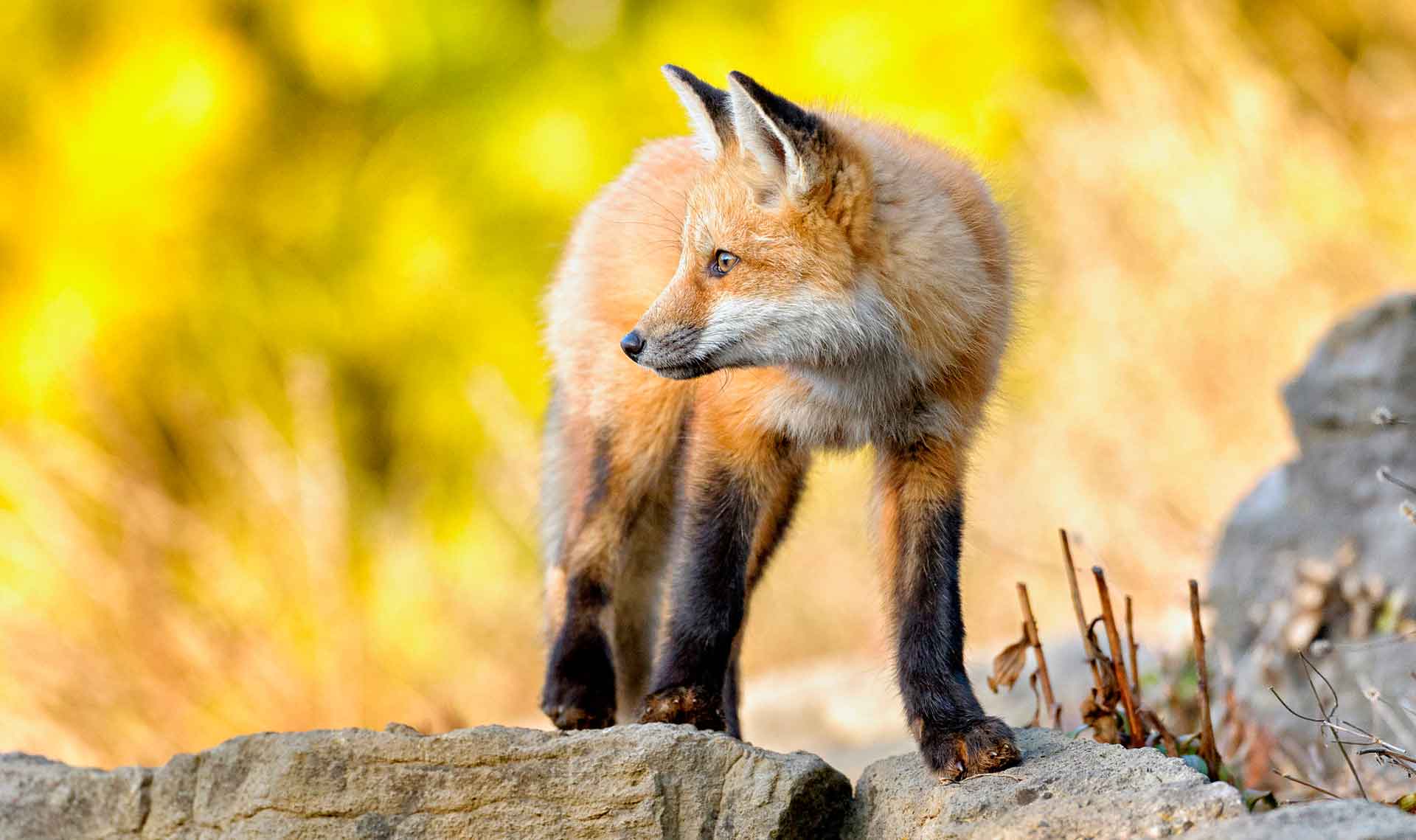 Рифы в природе