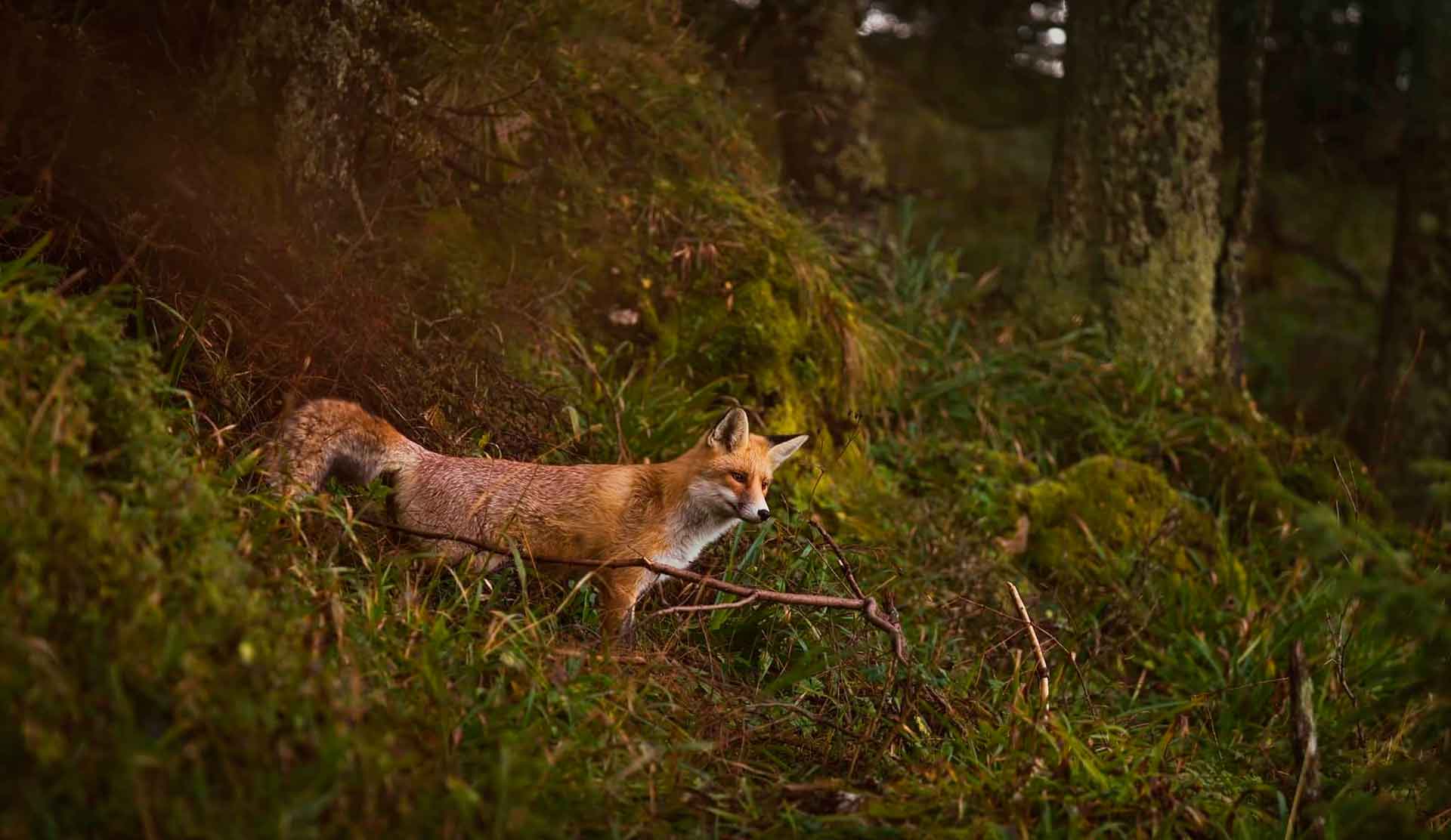 Хищная лиса