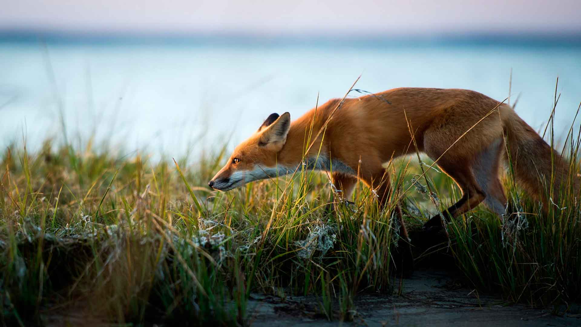 Плотоядное животное рыжая лисица
