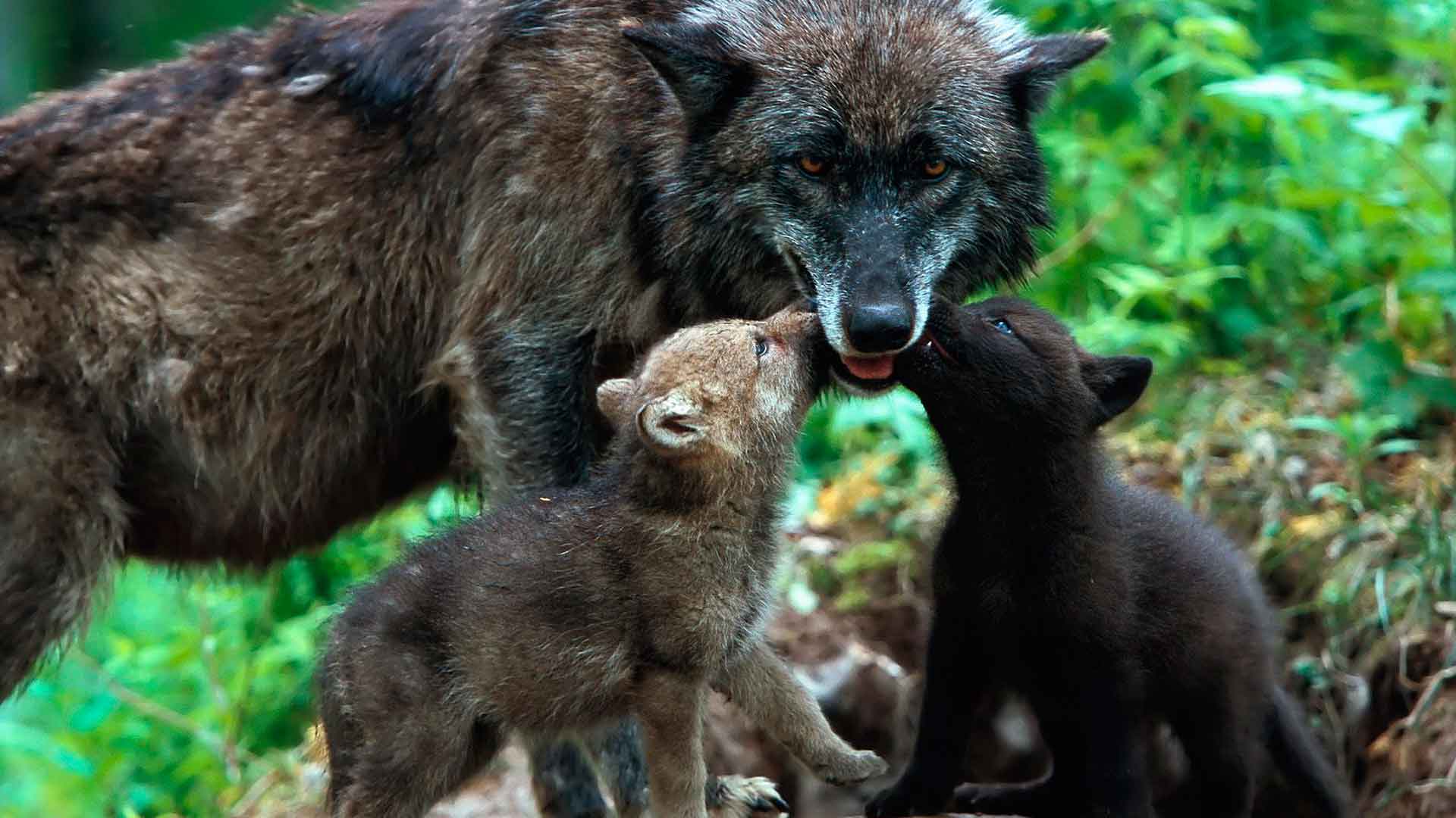 Вырастить волчат