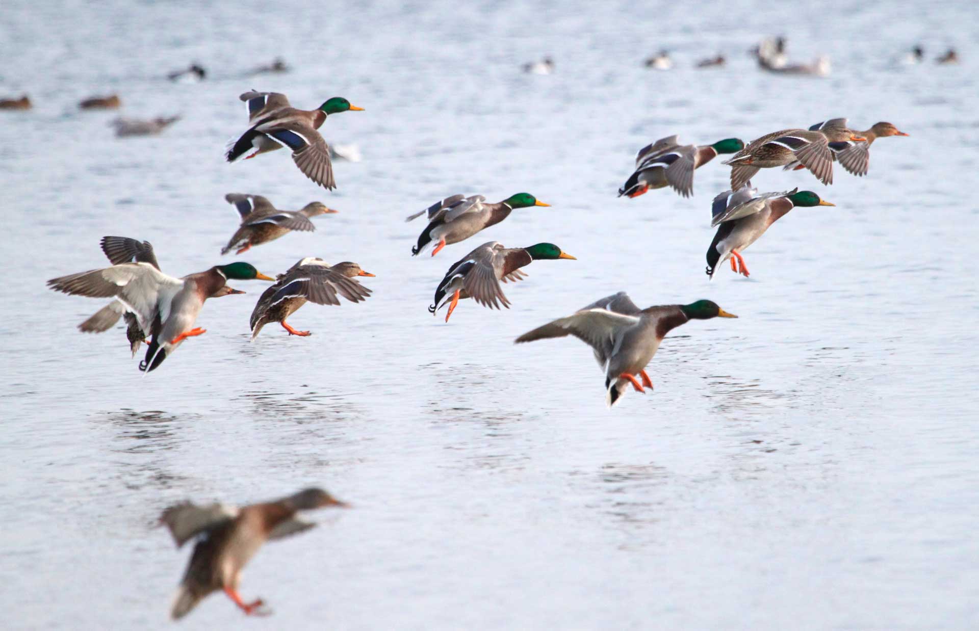 Кряква перелетная птица