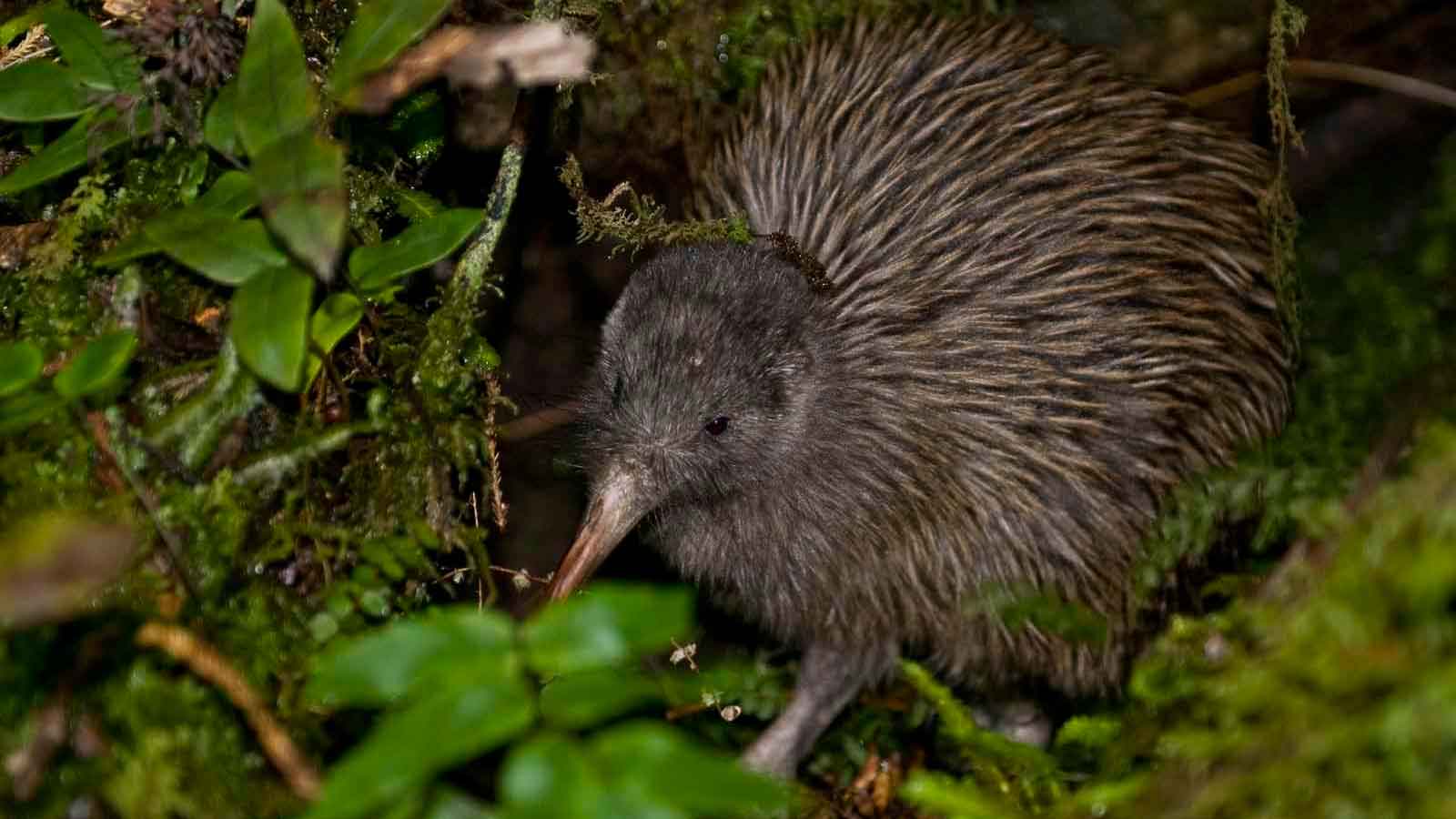 Птица киви обитает в Новой Зеландии