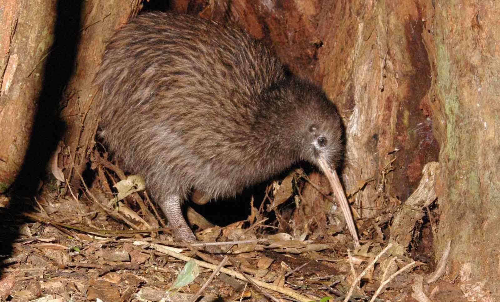 Птица киви из Новой Зеландии