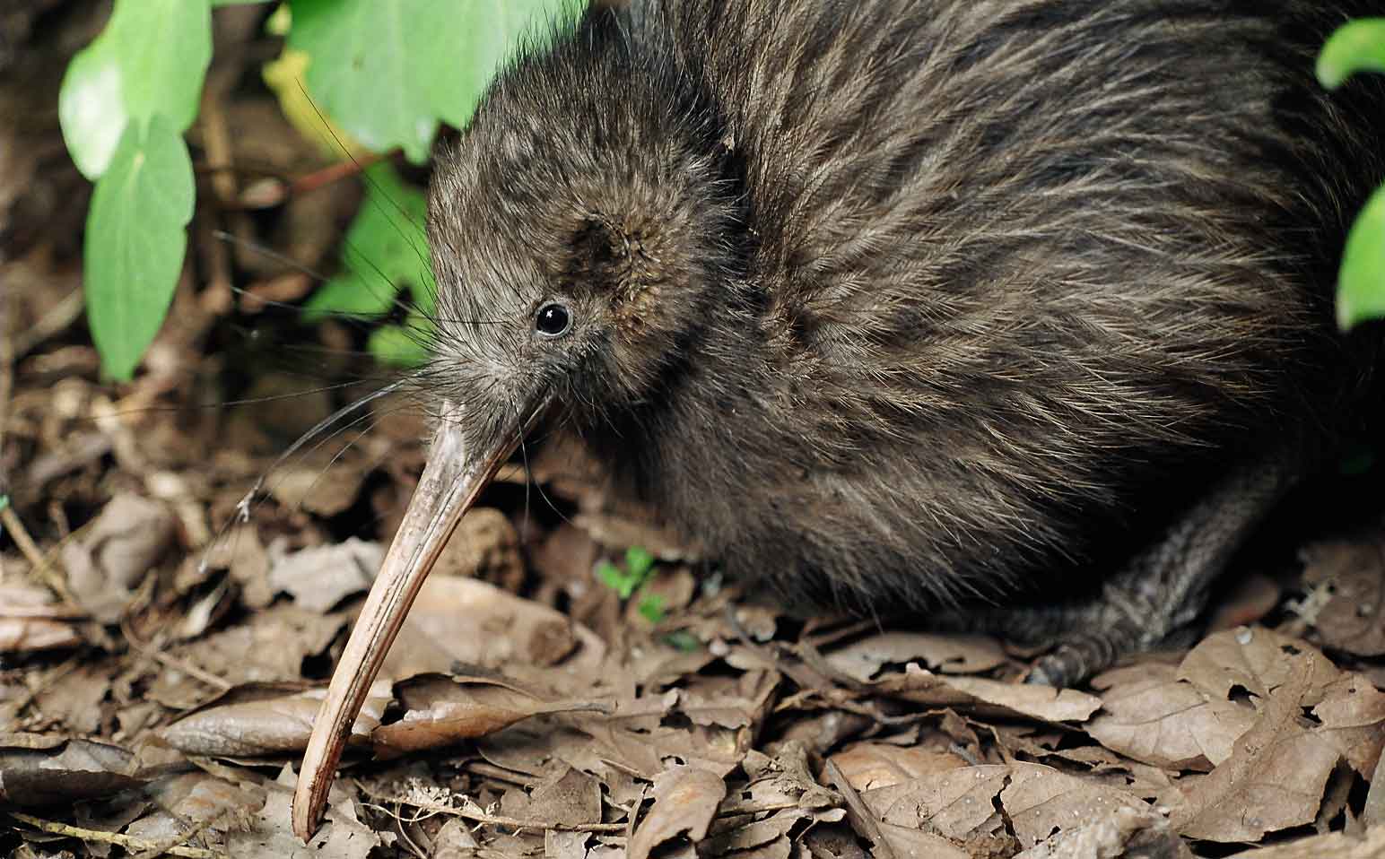 Птицы киви едят насекомых