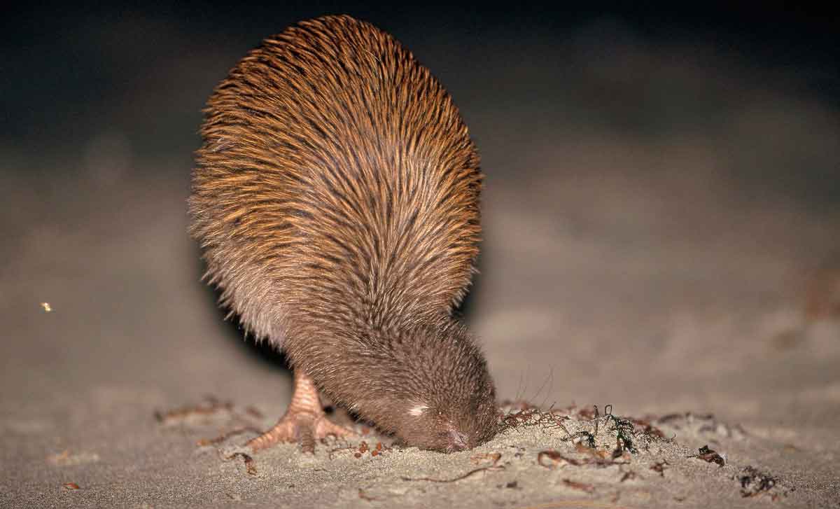 Птица киви ест дождевых червей