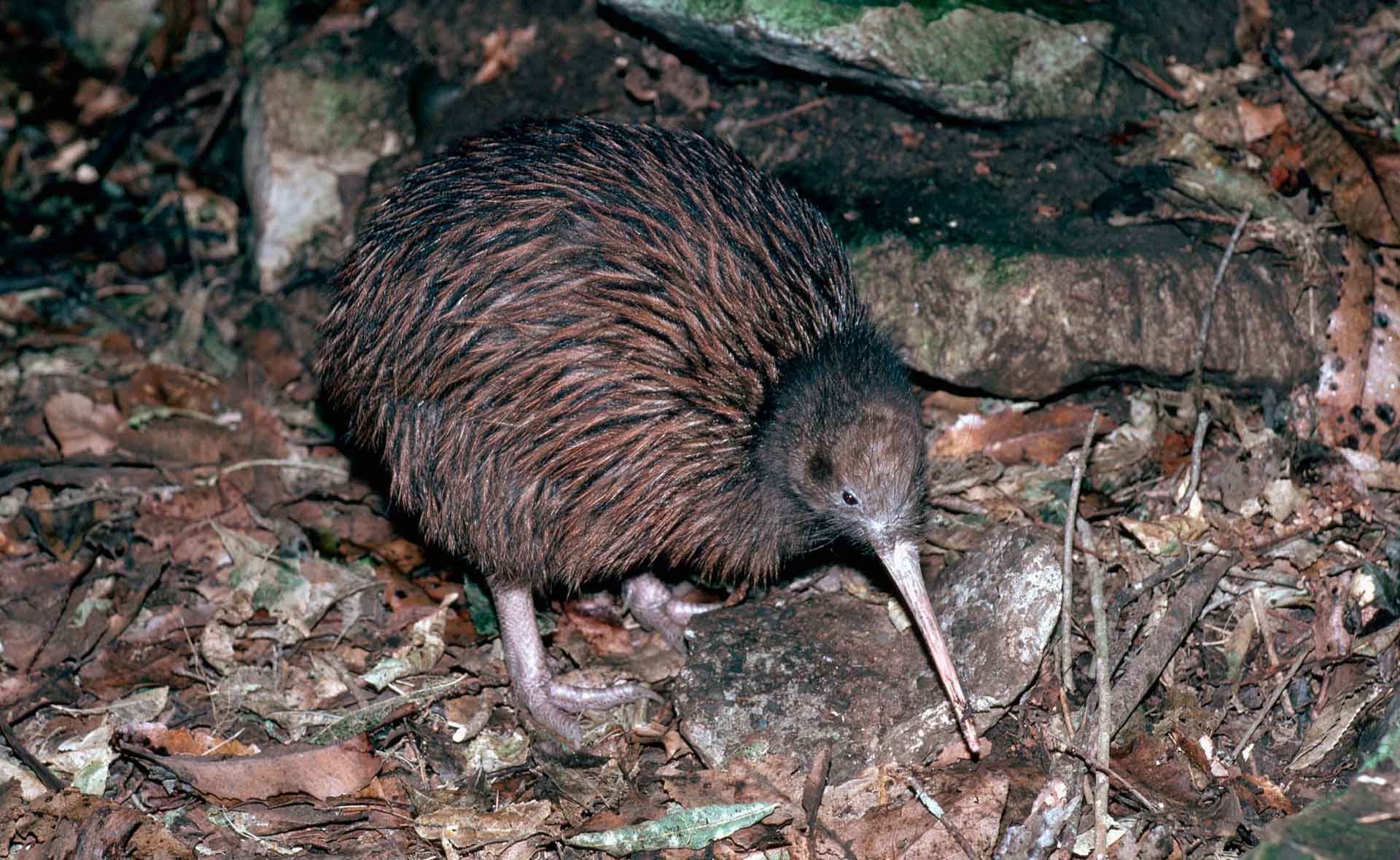 Птица киви живет в месте с 50 укрытиями
