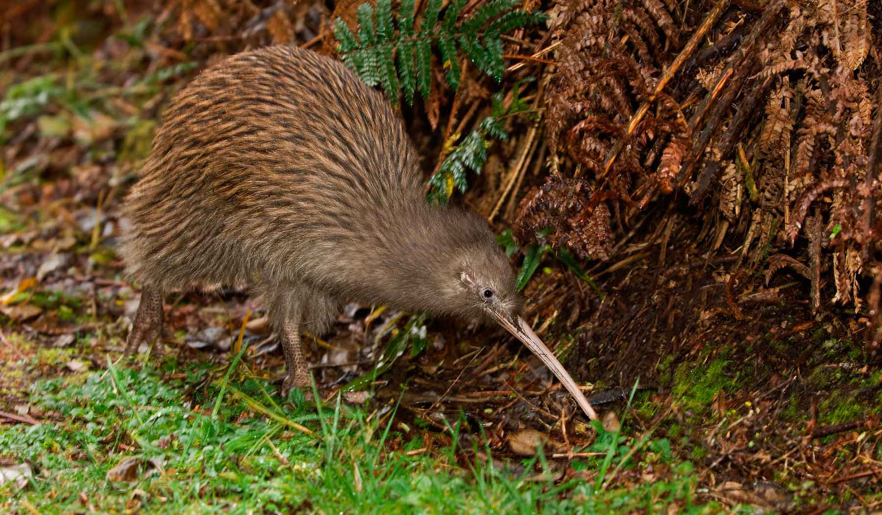Птица киви обитает во влажных вечнозеленых лесах