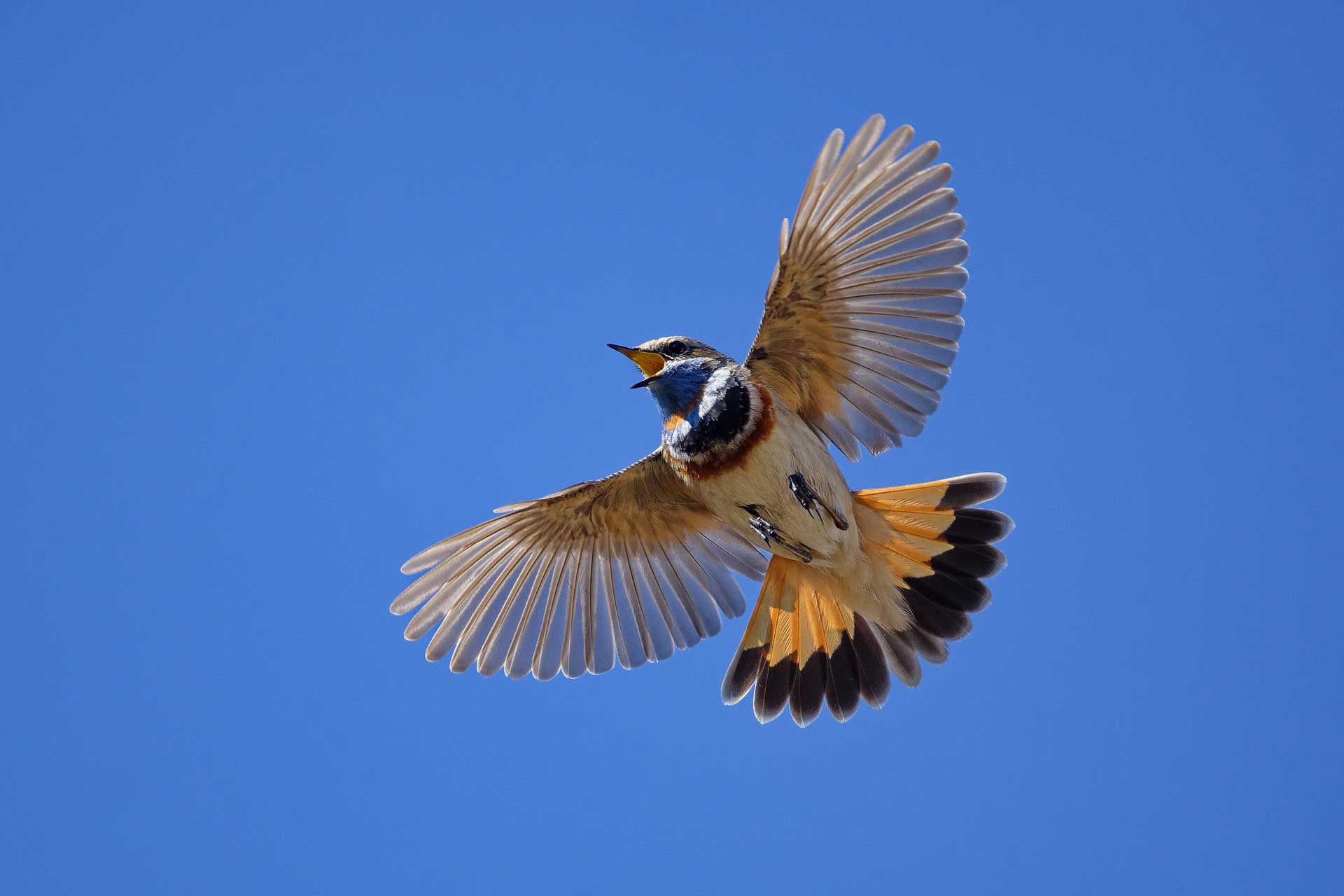 Птица варакушка в полете
