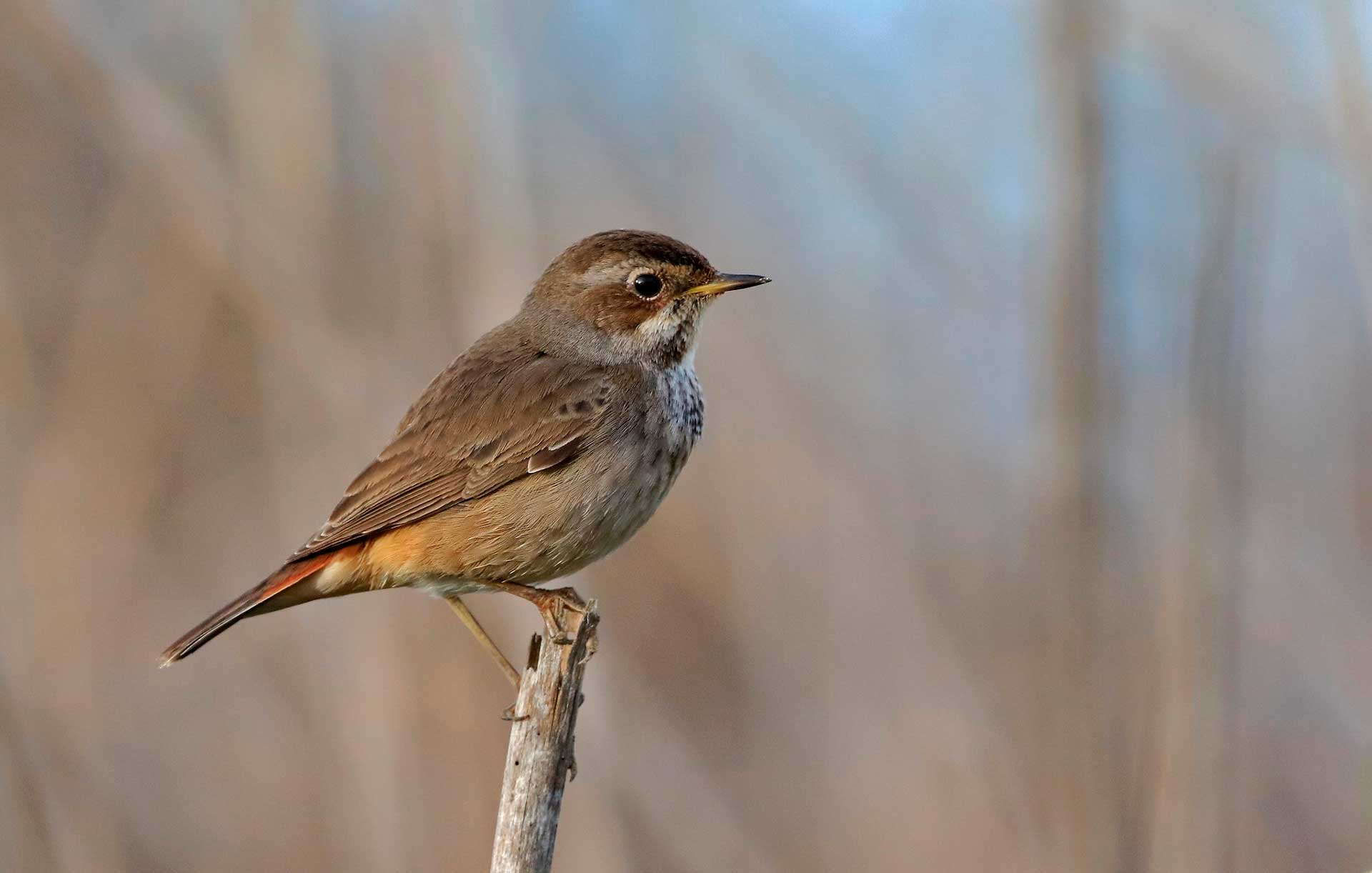 Варакушка живет в России