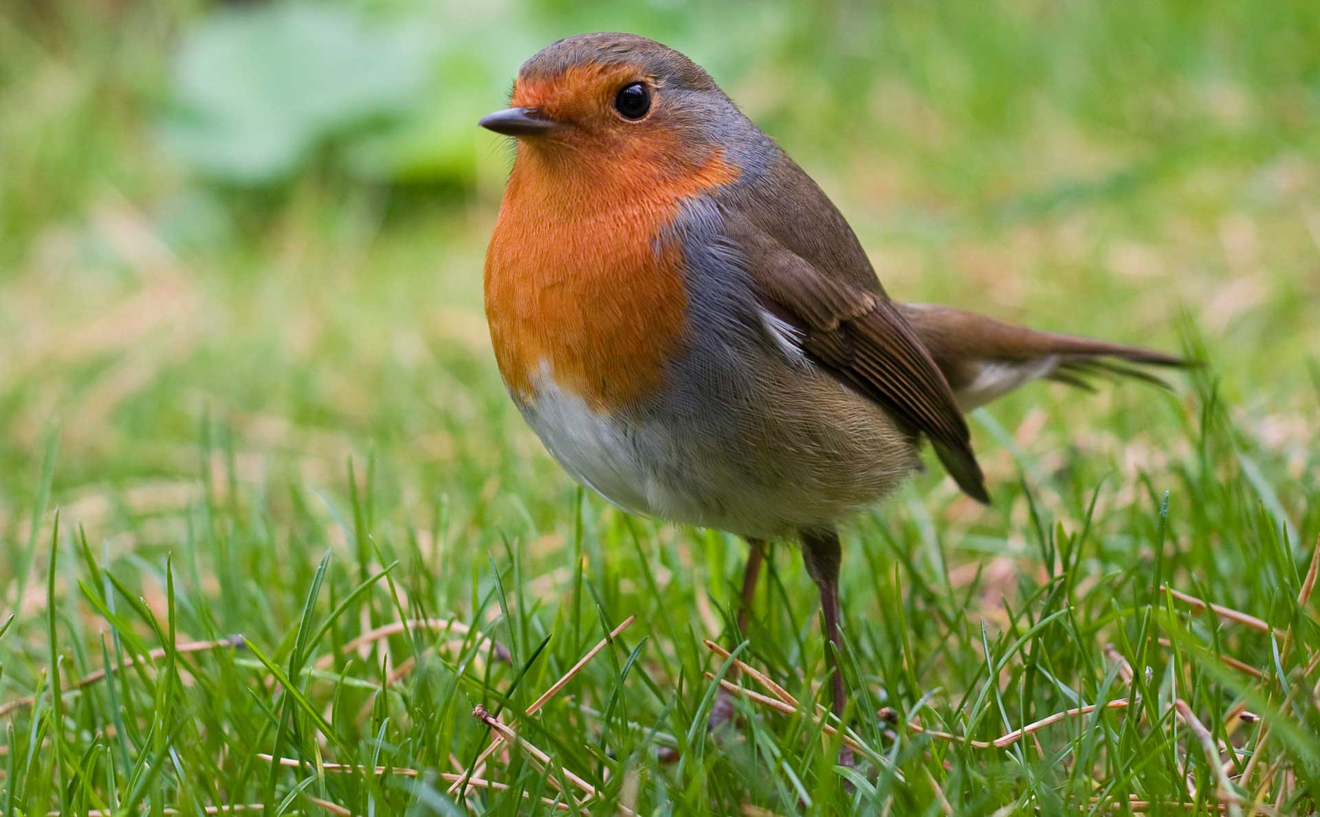 Серая птица с оранжевой грудкой