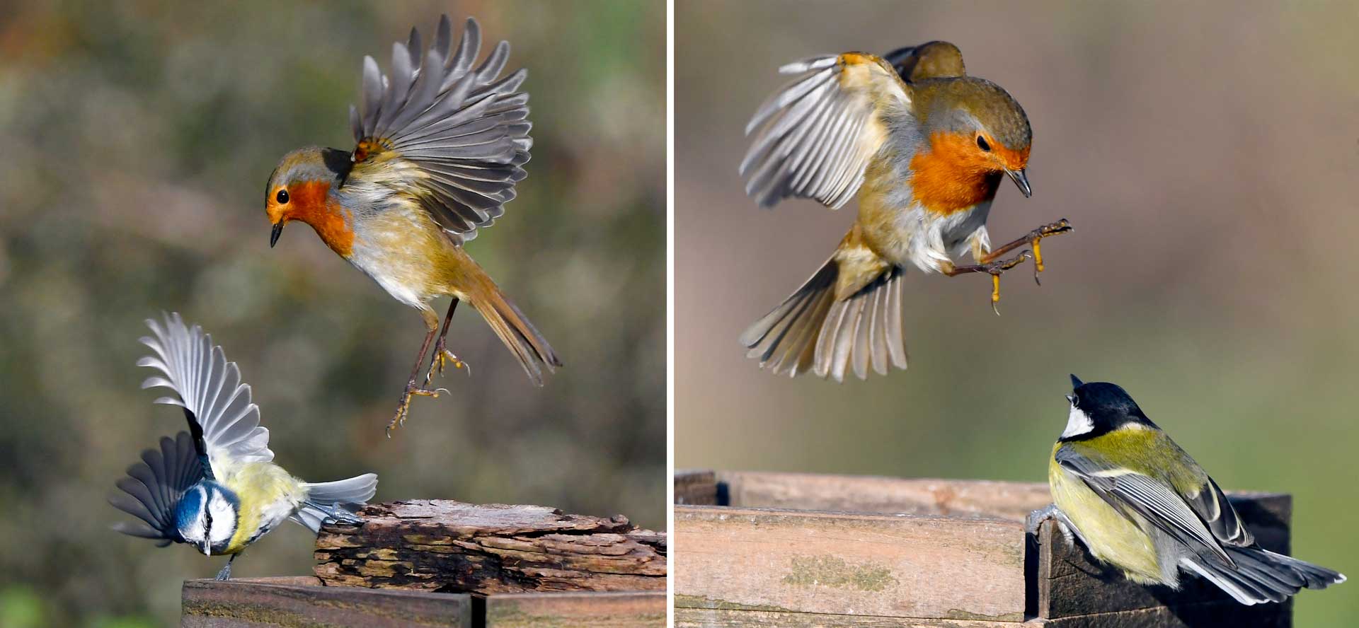 Робин дерется с сиськой