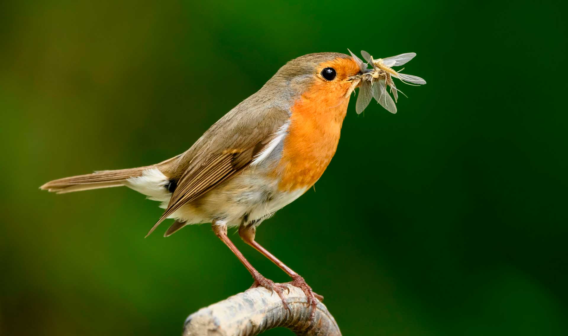 Робин ест насекомых