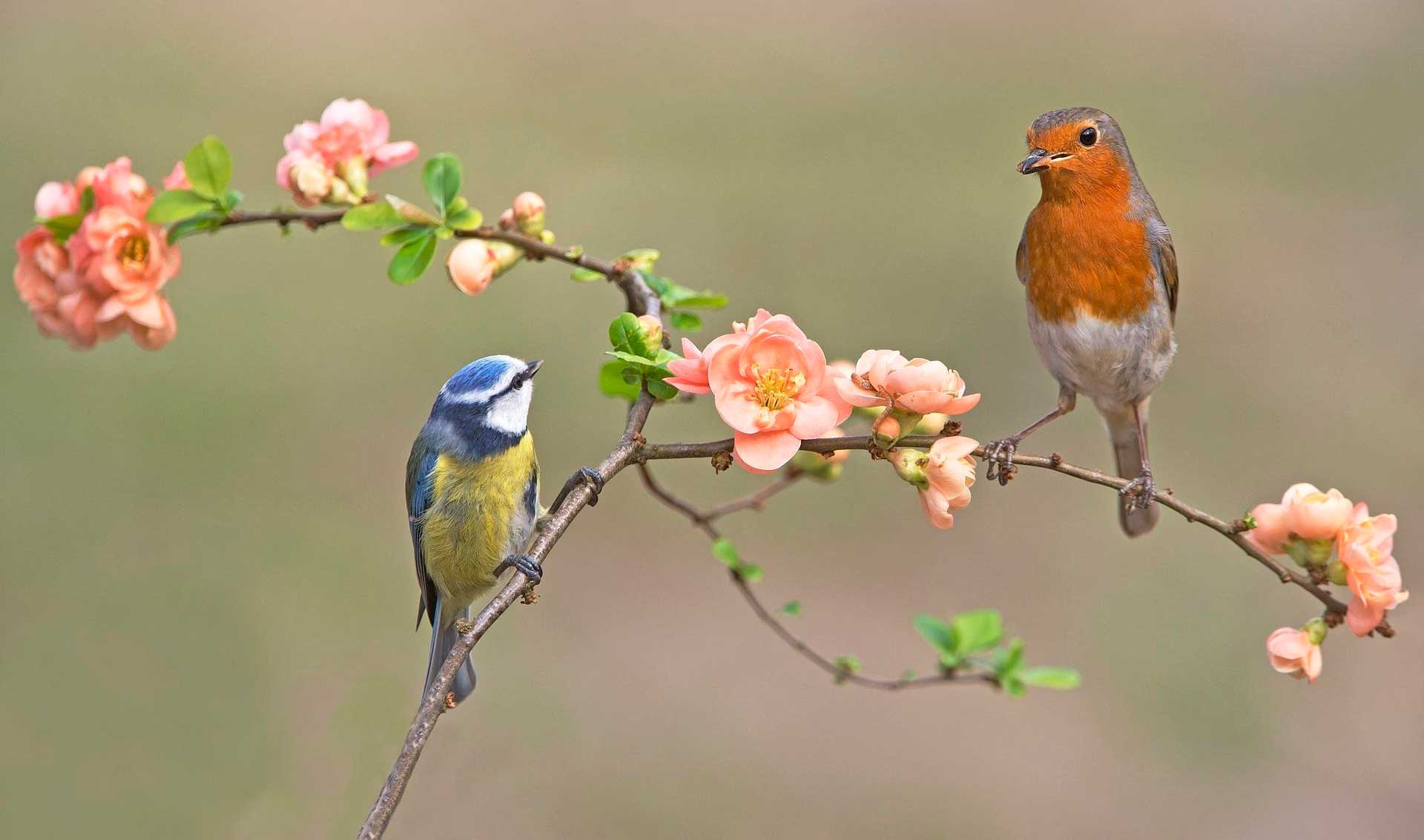 Робин и синица весной